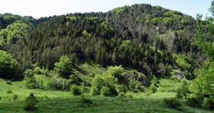 Bosco del Sasso - L’Abetina di Rosello Il Bosco del Sasso e l'Abetina di Rosello, situati tra le incantevoli terre d’Abruzzo, rappresentano un rifugio sicuro per una fauna ricca e variegata. Questi boschi, caratterizzati da fitte distese di abeti bianchi, faggi e aceri, ospitano numerosi animali che trovano in questo ambiente un habitat ideale. L'alternanza di zone ombrose e radure soleggiate, insieme alla presenza di corsi d'acqua come il torrente Turcano, favorisce la sopravvivenza di diverse specie, contribuendo alla straordinaria biodiversità della riserva. Nei sentieri silenziosi, tra la vegetazione fitta, si aggirano mammiferi come il capriolo, il cinghiale e la volpe. Il tasso, con le sue abitudini notturne, scava profonde tane nel sottobosco, mentre la lepre selvatica si muove agile tra le radure. Più difficile da avvistare, ma ugualmente presente, è il lupo appenninico, simbolo della natura selvaggia e protetta di queste terre. La sua presenza è un segno della buona salute dell'ecosistema, dove predatori e prede mantengono un delicato equilibrio naturale. Tra i rami degli alberi si nasconde una vivace comunità di uccelli. Il picchio rosso maggiore si fa sentire con il suo caratteristico tamburellare sui tronchi, mentre la civetta e il gufo comune scrutano la notte con il loro sguardo penetrante. Il gheppio, piccolo rapace dal volo rapido, domina il cielo in cerca di prede, mentre il merlo e il fringuello arricchiscono l’ambiente con i loro canti melodiosi. Durante la primavera, le chiome degli alberi si animano con il passaggio di specie migratorie che sostano nel bosco prima di riprendere il loro viaggio. Nel sottobosco, tra muschi, felci e arbusti sempreverdi, si nascondono piccoli rettili e anfibi. La salamandra pezzata, con la sua livrea nera e gialla, è una delle creature più affascinanti da scorgere nei giorni umidi. Rane e rospi popolano le zone più fresche, contribuendo a mantenere sotto controllo la popolazione di insetti. Questi ultimi, a loro volta, rivestono un ruolo essenziale nell’ecosistema: api, farfalle e coleotteri favoriscono l’impollinazione e la decomposizione della materia organica, garantendo il perpetuo ciclo della vita nel bosco.