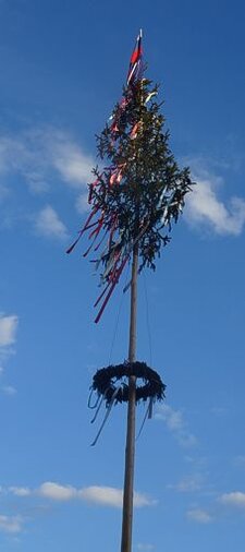 La tradizione dell'Albero di Maggio a Sant'Omero, in provincia di Teramo, è una delle espressioni folkloristiche più suggestive della Val Vibrata. Questo antico rito, che si svolge nella notte tra il 30 aprile e il 1° maggio, affonda le sue radici nelle celebrazioni di rinnovamento e fertilità legate al ciclo della natura. La piantumazione di un grande pioppo nella piazza principale del paese rappresenta un gesto simbolico di buon auspicio per la comunità, un momento in cui il passato e il presente si intrecciano in un’atmosfera di mistero e solennità. Il rituale prevede che un gruppo di uomini scelga con cura un albero nei boschi circostanti, lo abbatta e lo trasporti fino al centro del paese. Questo momento è carico di significato e si svolge con una certa segretezza, quasi a voler preservare l’essenza antica del gesto. La fatica del trasporto, dapprima su un camion e poi a spalla, rafforza il senso di appartenenza e cooperazione tra i partecipanti, che con dedizione e forza collettiva portano avanti una tradizione tramandata da generazioni. Una volta giunto nella piazza, il pioppo viene issato in una buca scavata in precedenza, erigendosi come simbolo di fertilità e protezione per l’intera comunità. L’alzata dell’albero è accompagnata da un clima di festa, con scambi di auguri, brindisi e canti popolari che rievocano lo spirito conviviale dell’evento. Il vino scorre tra i calici, le risate si diffondono nell’aria e l’atmosfera si carica di gioia, trasformando il rito in un’occasione di celebrazione collettiva. Con il sorgere del sole, la comitiva si disperde silenziosamente e ciascuno fa ritorno a casa, lasciando che il pioppo vegli sul paese per tutto il mese di maggio. La sua presenza nella piazza non è solo un elemento decorativo, ma un vero e proprio legame con il territorio e con le radici contadine della comunità. Anticamente, in molte culture europee, gli alberi erano considerati manifestazioni sacre della natura e del ciclo della vita, e l’Albero di Maggio di Sant’Omero sembra rievocare queste credenze con la sua imponenza e il suo significato. Questa celebrazione, pur evolvendosi nel tempo, mantiene vivo il suo valore simbolico e identitario. L’Albero di Maggio non è solo una tradizione folkloristica, ma un rito che rafforza il senso di comunità, tramandando di generazione in generazione un patrimonio culturale fatto di gesti, racconti e sentimenti condivisi. Ogni anno, Sant’Omero si unisce nel ripetere questo antico rituale, rinnovando il legame con la propria storia e celebrando, con la forza di un albero che svetta fiero, la continuità della vita e della tradizione.