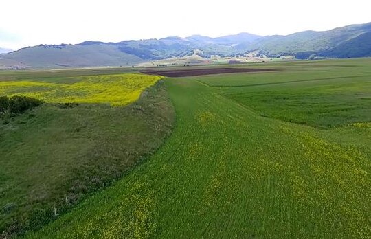 Trekking negli Altopiani e Pianori in Abruzzo: Fare trekking nell’Altopiano delle Cinquemiglia. L’Altopiano delle Cinquemiglia, situato nel cuore dell’Appennino abruzzese tra i comuni di Rivisondoli, Rocca Pia e Roccaraso, è un vasto pianoro che si estende per circa nove chilometri in lunghezza e uno in larghezza, a un’altitudine di circa 1.265 metri sul livello del mare. Conosciuto anche come "altopiano maggiore" per la sua estensione, mette in comunicazione la Valle Peligna e il fiume Gizio a nord con l’Alto Sangro e il torrente Raso a sud, ed è dominato dalle imponenti vette dei monti Marsicani, tra cui il Monte Genzana, il Monte Pratello e il Monte Rotella. Il suo nome deriva dalla lunghezza pari a cinque miglia romane, che segnano il percorso dalle sorgenti del torrente Raso fino al torrente San Leonardo, un tracciato che per secoli ha rappresentato una via di transito fondamentale tra le valli e i monti circostanti. Questo altopiano porta con sé una storia densa di fascino e di eventi drammatici, legati soprattutto ai pericoli del brigantaggio e alle condizioni climatiche estreme che lo hanno reso un luogo ostile nei secoli passati. Le diligenze e i viandanti lo attraversavano a grande velocità, spesso scortati da guardie armate per evitare gli assalti dei briganti, che sfruttavano la conformazione isolata della zona per le loro incursioni. In inverno, le bufere di neve rendevano il passaggio ancora più insidioso, causando numerose tragedie come quella del 1528, quando trecento mercenari veneziani perirono sepolti dalla neve, seguiti l’anno successivo da altri cinquecento soldati tedeschi al servizio di Filiberto di Chalon, principe di Orange. L’imperatore Carlo V, per garantire maggiore sicurezza lungo il tragitto, fece costruire cinque torri di avvistamento e una taverna, ormai scomparse, mentre nel 1860 il re Vittorio Emanuele II attraversò l’altopiano nel suo viaggio verso Napoli dopo l’incontro storico con Giuseppe Garibaldi a Teano. Oggi l’Altopiano delle Cinquemiglia conserva il suo aspetto selvaggio e incontaminato, ed è attraversato dalla Strada Statale 17, che collega le principali località della zona e offre agli escursionisti la possibilità di immergersi in un ambiente di straordinaria bellezza. Il territorio rientra nella Comunità Montana Alto Sangro e Altopiano delle Cinquemiglia, ed è circondato da altri suggestivi altopiani, come il Quarto Grande a sud-est, con il borgo medievale di Pescocostanzo come centro di riferimento, e il Piano Aremogna a sud-ovest, dominato dal maestoso massiccio del Monte Greco. Ad est, invece, si incontrano le prime pendici della Maiella, completando un paesaggio variegato e ricco di scorci mozzafiato, ideale per gli appassionati di trekking e fotografia naturalistica. Nonostante l’assenza di insediamenti stabili e la quasi totale mancanza di vegetazione, l’altopiano è un luogo di grande importanza per la pastorizia, con greggi e mandrie che vi pascolano liberamente nei mesi estivi, mantenendo vive le tradizioni agricole e pastorali della regione. Con l’arrivo dell’inverno, però, il paesaggio cambia radicalmente, trasformandosi in una distesa ghiacciata dove il clima rigido e l’inversione termica portano a temperature minime eccezionalmente basse, spesso inferiori ai -30 °C nelle notti più fredde. Questa caratteristica ha fatto guadagnare all’altopiano il soprannome di "Siberia del Mediterraneo", rendendolo uno dei luoghi più freddi dell’intero Appennino e una meta affascinante per chi desidera esplorare un ambiente tanto suggestivo quanto estremo. Trekking nell’Altopiano delle Cinquemiglia significa attraversare un territorio intriso di storia e natura, dove il tempo sembra essersi fermato e dove il silenzio avvolge ogni cosa, spezzato solo dal sibilo del vento e dai richiami lontani della fauna selvatica. Ogni passo su questi sentieri racconta secoli di passaggi, di lotte, di viaggi avventurosi e di sfide contro la natura, regalando a chi lo percorre un’esperienza unica e irripetibile. Che si tratti di un’escursione estiva tra le sue ampie distese erbose o di un viaggio invernale tra le nevi e i ghiacci, questo altopiano offre un’immersione autentica nella wilderness abruzzese, lasciando nel cuore di ogni viandante il ricordo di un luogo che incanta e sfida al tempo stesso.