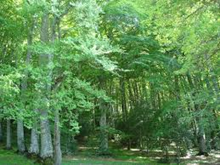 Il Bosco di Sant’Antonio, situato nel cuore del Parco Nazionale della Maiella, è un rifugio naturale per numerose specie animali che vi trovano riparo e nutrimento. Qui, tra i faggi secolari e il sottobosco ricco di vegetazione, la fauna vive indisturbata, seguendo i ritmi della natura. Il silenzio del bosco è spesso rotto dal fruscio delle foglie, dal battito d’ali o dal suono ovattato degli zoccoli che sfiorano il terreno umido, segni della presenza discreta di creature che popolano questo luogo incantato. Tra gli abitanti più affascinanti della foresta spiccano i caprioli, che con il loro passo leggero si muovono tra i tronchi, mimetizzandosi perfettamente con i colori del sottobosco. Il cinghiale, più massiccio e resistente, scava nel terreno alla ricerca di radici e ghiande, lasciando evidenti segni del suo passaggio. La volpe, con il suo mantello rossastro, è un’ospite abituale di questi sentieri e spesso compare all’improvviso, osservando con sguardo attento prima di dileguarsi silenziosamente tra la vegetazione. Nei recessi più nascosti del bosco, il lupo appenninico si aggira con il suo passo prudente e silenzioso. Simbolo di forza e libertà, questo predatore elusivo percorre i sentieri alla ricerca di prede, mantenendo l’equilibrio naturale dell’ecosistema. Il tasso e la faina, entrambi abili cacciatori notturni, approfittano delle ore più buie per muoversi tra le radici nodose e le cavità degli alberi, lasciando solo lievi tracce del loro passaggio. Il cielo sopra il Bosco di Sant’Antonio è animato dal volo di rapaci e uccelli canori. La poiana sorvola la foresta con ampie planate, scrutando il suolo in cerca di piccole prede, mentre il gheppio si libra in aria con rapide oscillazioni. Nel folto degli alberi, il picchio rosso maggiore tamburella incessantemente sui tronchi, scandendo il ritmo del bosco, mentre la civetta e il gufo comune vegliano silenziosi durante la notte, con i loro richiami misteriosi che risuonano nell’oscurità. Ogni angolo del Bosco di Sant’Antonio racconta la vita che lo anima, un intreccio perfetto di specie che convivono in un equilibrio delicato. Qui, tra le fronde che si intrecciano e i sentieri che serpeggiano nel verde, l’uomo è solo un ospite temporaneo, chiamato a rispettare e contemplare la meravigliosa biodiversità di uno dei boschi più affascinanti d’Abruzzo.