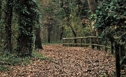 Bosco di Don Venanzio (Pollutri - Ch) Abruzzo. Il Bosco di Don Venanzio, situato in Abruzzo, oggi si estende per circa 8 ettari, ma in passato copriva un’area ben più vasta, pari a circa 80 ettari, come documentato in una mappa del 1811 citata dal botanico Franco Pedrotti. La sua estensione originaria venne drasticamente ridotta tra il 1865 e il 1867, durante la costruzione della ferrovia adriatica, quando gran parte degli alberi fu abbattuta per ricavare legname destinato alle traversine ferroviarie. Il bosco deve il suo nome a Don Venanzio, l’antico proprietario, e rappresenta oggi l’ultima testimonianza delle foreste che un tempo caratterizzavano le pianure fluviali della regione. L’ambiente conserva un fascino particolare grazie alla presenza di alberi maestosi e a una sorprendente varietà floristica nel sottobosco. Questo raro esempio di bosco planiziale, tra i pochi superstiti lungo la costa adriatica, è caratterizzato da un habitat tipico degli antichi meandri fluviali. Le diverse condizioni microambientali e i vari livelli di terrazzo fluviale determinano una ricca articolazione della vegetazione. La Riserva naturale protegge quindi un prezioso relitto forestale, testimone di un paesaggio ormai quasi scomparso.