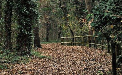 Il Bosco di Don Venanzio - Abruzzo Il Bosco di Don Venanzio, situato nel comune di Pollutri, è una delle aree naturali più affascinanti della costa adriatica abruzzese. Questo bosco, che si estende per circa 78 ettari, rappresenta un esempio unico di foresta planiziale, un tipo di ecosistema raro e prezioso caratterizzato dalla vicinanza al mare. Al suo interno si trovano una straordinaria varietà di piante autoctone, come il leccio e il cerro, oltre a specie più rare come il carpino orientale.