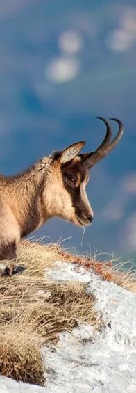 Il camoscio d'Abruzzo. Il camoscio d'Abruzzo è uno degli animali simbolo della regione e rappresenta un vero e proprio emblema della fauna appenninica. Endemico di questa zona, è noto per la sua straordinaria eleganza e per l’agilità con cui si muove tra le pareti rocciose e i pendii più impervi delle montagne abruzzesi. Dopo essere stato a rischio di estinzione, grazie a progetti di tutela e reintroduzione è tornato a popolare aree protette come il Parco Nazionale d’Abruzzo, Lazio e Molise, il Parco della Majella e il Parco del Gran Sasso e Monti della Laga. Il suo mantello cambia colore a seconda delle stagioni, diventando più scuro in inverno, e le sue corna ricurve sono una caratteristica distintiva, uguale in entrambi i sessi.