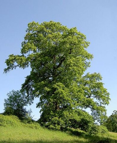 In Abruzzo, la diffusione del cerro all’interno delle riserve protette testimonia la ricchezza forestale della regione e la varietà degli ambienti naturali che caratterizzano il suo territorio. Questa quercia maestosa trova spazio soprattutto nelle aree collinari e pedemontane, dove il clima e il suolo ne favoriscono la crescita. Nelle riserve, come quelle della Valle dell’Orfento, del Monte Genzana o dell’Abetina di Rosello, il cerro è spesso presente in boschi misti, contribuendo alla creazione di habitat complessi e dinamici. La presenza del cerro in questi contesti protetti non è solo una componente del paesaggio, ma anche un elemento fondamentale per la biodiversità. Le sue chiome ospitano uccelli, insetti e piccoli mammiferi, mentre il sottobosco che si sviluppa sotto di esso favorisce la crescita di numerose specie erbacee e arbustive. Inoltre, la lettiera fogliare e le ghiande che produce rappresentano una risorsa importante per l’equilibrio ecologico e per la fauna selvatica che popola le riserve. All’interno delle aree protette abruzzesi, il cerro assume anche un ruolo simbolico nella gestione sostenibile delle risorse naturali. La sua diffusione è spesso oggetto di monitoraggio e tutela da parte degli enti gestori, che ne riconoscono il valore sia ambientale che culturale. Promuovere la conservazione dei boschi di cerro significa mantenere viva una parte essenziale dell’identità forestale abruzzese, in cui natura, tradizione e tutela del territorio si fondono in modo armonioso.