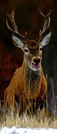 Il Cervo d'Abruzzo. Il cervo d’Abruzzo è una delle presenze faunistiche più affascinanti dei parchi montani della regione, simbolo del ritorno della grande fauna selvatica dopo secoli di assenza. Reintrodotto con successo a partire dagli anni Novanta, oggi è possibile osservarlo in libertà in aree come la Majella, il Morrone e le valli interne, dove si è insediato stabilmente grazie a progetti di conservazione. Maestoso e imponente, soprattutto nei maschi che sfoggiano ampi palchi ramificati, il cervo gioca un ruolo importante negli equilibri ecologici dei boschi e delle praterie d’alta quota. Durante il periodo del bramito, in autunno, il suo richiamo potente riecheggia tra le montagne, offrendo uno degli spettacoli naturali più suggestivi dell’Appennino abruzzese.