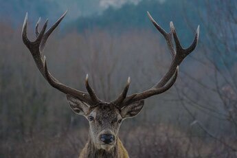 L’Abruzzo è spesso definito la “Regione più verde d’Europa” grazie alla straordinaria presenza di aree protette che tutelano una parte significativa del suo territorio. Circa un terzo della superficie regionale è infatti occupato da parchi nazionali, regionali e riserve naturali, un patrimonio ambientale di grande valore che conserva paesaggi incontaminati e una biodiversità tra le più ricche del continente. Le montagne dell’Appennino Centrale custodiscono ambienti naturali di rara bellezza, dove foreste, altopiani, vallate e gole rocciose formano scenari spettacolari che raccontano il rapporto millenario tra l’uomo e la natura. Tra le aree protette più importanti spicca il Parco Nazionale d’Abruzzo, Lazio e Molise, uno dei parchi più antichi d’Italia e simbolo della tutela ambientale nel Paese. Questo straordinario territorio montano è noto per le sue foreste di faggio, per i paesaggi incontaminati e per la presenza di specie animali rare che trovano qui uno dei loro principali rifugi naturali. Il parco rappresenta un esempio virtuoso di conservazione della natura, dove la protezione degli ecosistemi si unisce alla valorizzazione delle tradizioni locali e dei piccoli borghi che sorgono all’interno o ai margini dell’area protetta. Un altro grande protagonista della tutela ambientale abruzzese è il Parco Nazionale del Gran Sasso e Monti della Laga, una vasta area che comprende alcune delle montagne più imponenti dell’Appennino. Qui si trovano paesaggi molto diversi tra loro, che spaziano dalle vette rocciose del massiccio del Gran Sasso agli altopiani carsici e alle fitte foreste della Laga. Allo stesso modo, il Parco Nazionale della Maiella protegge un territorio montano ricco di biodiversità, caratterizzato da canyon, eremi rupestri, boschi secolari e praterie d’alta quota. Questi parchi rappresentano veri e propri santuari della natura, fondamentali per la salvaguardia di ecosistemi delicati e per la conservazione della fauna selvatica. Accanto ai parchi nazionali, l’Abruzzo ospita numerose riserve naturali regionali e aree protette che contribuiscono a rafforzare il sistema di tutela ambientale. Questi luoghi preservano habitat preziosi come zone umide, boschi, fiumi e ambienti costieri, garantendo la protezione di molte specie animali e vegetali. Grazie a politiche di conservazione, progetti di ricerca e attività di educazione ambientale, l’Abruzzo continua a rappresentare un modello di equilibrio tra sviluppo e salvaguardia della natura. È proprio questa attenzione alla tutela del territorio che rende la regione un punto di riferimento per il turismo naturalistico e per chi desidera scoprire paesaggi autentici nel cuore dell’Italia.