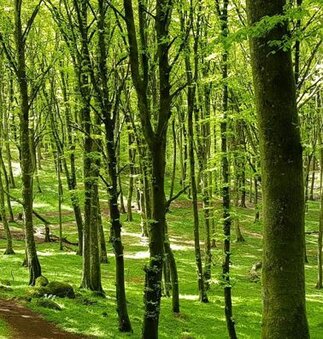 La faggeta vetusta di Val Cervara è patrimonio dell’UNESCO. La Faggeta Vetusta di Val Cervara non è solo un angolo di straordinaria bellezza naturale, ma anche un rifugio per una fauna ricca e variegata. In questo antico bosco, dove il silenzio è rotto solo dal fruscio delle foglie e dai suoni della natura, si nascondono alcuni tra i mammiferi più maestosi d’Italia. L’orso bruno marsicano è il protagonista indiscusso della foresta. Si aggira tra i faggi secolari con passo solenne, alla ricerca di bacche, radici e piccoli animali, e la sua presenza è il simbolo stesso di questo ecosistema incontaminato. Non è raro incrociare il suo cammino, seppur fugacemente, soprattutto nelle ore più tranquille della giornata. Il lupo appenninico, altrettanto significativo, percorre le radure del bosco con discrezione. Il suo ululato, che risuona nelle notti silenziose, è il segno della sua presenza misteriosa. Questo predatore elusivo è una figura essenziale per il mantenimento dell’equilibrio ecologico della faggeta, contribuendo a regolare la popolazione di erbivori e mantenendo così la salute della vegetazione. La presenza di questi grandi carnivori è indice di un ambiente ancora incontaminato, dove la catena alimentare è in perfetto equilibrio. Tra gli alberi e nel fitto del sottobosco, il cervo si muove con grazia, un altro abitante di questa foresta, che dà anche il nome alla valle. Le sue corna imponenti si ergono tra le fronde, e durante la stagione degli amori, il suo richiamo risuona in tutta la faggeta, creando un’atmosfera quasi mistica. Il cervo è numeroso nella zona e, grazie alla protezione offerta dalla foresta, può prosperare in tranquillità, facendo della faggeta un luogo ideale per il suo habitat. Più piccoli, ma non meno affascinanti, sono i numerosi mammiferi che popolano il bosco. Il tasso, la volpe e la martora si aggirano nel sottobosco alla ricerca di cibo, mentre gli scoiattoli, agili e veloci, si arrampicano tra i rami degli alberi, saltando con destrezza da un tronco all’altro. La loro presenza, seppur discreta, contribuisce a dare vita a un ambiente ricco di dinamiche ecologiche. Questi animali sono anche un’importante risorsa alimentare per i predatori più grandi, come l’orso e il lupo. Nel cielo sopra la faggeta, rapaci come il picchio nero e il falco pellegrino sorvolano il bosco, cacciando e dando ritmo al silenzio della foresta. Il picchio, con il suo caratteristico tamburellare, lavora incessantemente sui tronchi degli alberi, mentre altri uccelli come la civetta e il gufo reale dominano la scena notturna. In questo ambiente protetto e selvaggio, la fauna del Bosco di Val Cervara vive in armonia con il suo habitat, contribuendo a mantenere intatto il fascino e la bellezza di questa foresta vetusta.