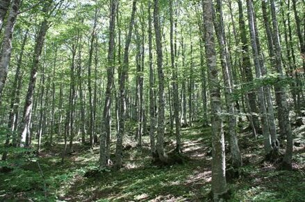 La Faggeta di Aschiero, si trova nel teramano del Parco, a ridosso dei Prati di Tivo alle pendici del Gran Sasso. La Faggeta di Aschiero, nel cuore del Parco Nazionale del Gran Sasso e Monti della Laga, è un ecosistema particolarmente ricco di fauna, dove l’interazione tra flora e fauna contribuisce alla conservazione della biodiversità. La sua morfologia, con massi rocciosi e pareti scoscese, ha creato una varietà di microhabitat ideali per numerose specie animali. I faggi secolari e la presenza di alberi “habitat”, con cavità naturali e legno marcescente, offrono rifugio a diverse specie di uccelli, mammiferi e insetti. La ricchezza di cavità e la variegata struttura del bosco, con alberi morti in piedi e a terra, fanno della faggeta un ambiente particolarmente adatto alla nidificazione di molte specie ornitiche. La presenza di alcune specie faunistiche è strettamente legata alla qualità dell’habitat che il bosco offre. Tra gli uccelli che nidificano in questo bosco vi sono il picchio rosso minore, il picchio dorsobianco e il rampichino alpestre, che preferiscono gli alberi vecchi e le cavità naturali per costruire i loro nidi. La presenza di questi uccelli, che necessitano di alberi maturi e di legno morto, indica l’eccellenza ecologica della faggeta di Aschiero. Le cavità, insieme alla variegata morfologia del terreno, permettono inoltre a specie come lo scricciolo e la cincia mora di trovare un rifugio sicuro e adatto alla nidificazione, rendendo il bosco un habitat ideale anche per specie più piccole. Anche la fauna mammalica trova un rifugio ideale nella faggeta di Aschiero, grazie alla presenza di un’abbondante copertura vegetale e alla ricchezza di risorse alimentari. Tra i mammiferi che popolano questa foresta vi sono il cervo, il cinghiale, il capriolo e il lupo. Questi grandi mammiferi traggono vantaggio dalla protezione offerta dai faggi secolari e dai massi che caratterizzano il bosco, che garantiscono loro un ambiente sicuro, lontano dai pericoli. Il cervo e il capriolo, ad esempio, si nutrono di erba e foglie che crescono abbondantemente nel sottobosco, mentre il cinghiale trova rifugio nelle zone più fitte e umide. Inoltre, la presenza di specie come il picchio rosso minore e la balia dal collare suggerisce che la faggeta di Aschiero non solo ospita fauna tipica dei boschi vetusti, ma anche specie che sono considerate indicatori di ambienti naturali di alta qualità. Questi uccelli, che prediligono foreste mature e poco disturbate, sono essenziali per il mantenimento dell’equilibrio ecologico del bosco, in quanto contribuiscono al controllo di insetti e alla dispersione di semi. La varietà di nicchie ecologiche, create dalla combinazione di alberi morti e roccia affiorante, permette a queste specie di prosperare e riprodursi, contribuendo alla salute generale dell’ecosistema. Infine, l’importanza della faggeta di Aschiero come habitat per la fauna non si limita solo alle specie più visibili e più grandi, ma include anche una vasta gamma di invertebrati, come insetti e aracnidi, che vivono nella necromassa e sui faggi in decomposizione. Questi piccoli organismi svolgono un ruolo cruciale nel ciclo ecologico del bosco, contribuendo al processo di decomposizione e al riciclo dei nutrienti. La presenza di una tale varietà di fauna, che spazia dai grandi mammiferi agli insetti, è un indicatore della salute ecologica di questa faggeta, che continua a essere un rifugio per una fauna variegata e preziosa.
