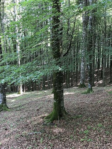 Le faggete in Abruzzo. Le faggete in Abruzzo rappresentano uno degli ambienti forestali più caratteristici e preziosi della regione, soprattutto nelle zone montane dove il clima fresco e umido favorisce la crescita di queste foreste di faggio. Questi boschi si estendono ampiamente sul Gran Sasso, sulla Majella e nel Sirente-Velino, creando un paesaggio verdeggiante e suggestivo che cambia con le stagioni, offrendo rifugio a numerose specie animali tipiche dell’Appennino come il camoscio, il lupo e diverse specie di uccelli. Le faggete svolgono un ruolo cruciale nell’equilibrio ecologico, contribuendo alla protezione del suolo e alla conservazione della biodiversità. Durante l’autunno, le faggete abruzzesi si trasformano in veri e propri spettacoli di colori caldi e avvolgenti, con le foglie che assumono sfumature dal giallo all’arancione fino al rosso intenso, attirando ogni anno molti escursionisti e appassionati di natura desiderosi di vivere l’emozione di passeggiate immerse in un’atmosfera unica e suggestiva. Questi boschi sono inoltre legati a tradizioni antiche e radicate nella cultura locale, dove la raccolta di prodotti del sottobosco, come funghi e castagne, rappresenta ancora oggi un momento importante di vita e di condivisione per le comunità montane. La tutela delle faggete in Abruzzo è garantita dalle aree protette e dai parchi nazionali, che assicurano la conservazione di questi habitat così ricchi e delicati. Grazie a queste misure di protezione, le faggete continuano a essere un patrimonio naturale di inestimabile valore, simbolo della ricchezza ambientale della regione e meta ideale per chi cerca un contatto autentico con la natura incontaminata e con la storia delle montagne abruzzesi.