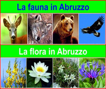 La flora che popola i parchi e le riserve naturali d’Abruzzo svolge un ruolo fondamentale per l’equilibrio ambientale e la conservazione degli ecosistemi. Boschi di faggi, querceti, praterie d’alta quota e specie endemiche contribuiscono a mantenere la qualità dell’aria, a regolare il clima e a proteggere il suolo dall’erosione. Le piante non rappresentano soltanto un patrimonio naturalistico da ammirare, ma costituiscono la base vitale per numerose altre forme di vita, favorendo la biodiversità e garantendo habitat adatti a molte specie animali. Allo stesso modo, la fauna che abita queste aree protette è essenziale per il mantenimento della catena alimentare e per la salute complessiva degli ambienti naturali. Animali come l’orso bruno marsicano, il lupo appenninico e il camoscio d’Abruzzo testimoniano la straordinaria ricchezza della regione e il successo delle politiche di tutela ambientale. La presenza di rapaci, piccoli mammiferi e insetti impollinatori contribuisce a mantenere stabili gli equilibri ecologici e rafforza il legame tra natura e comunità locali. Valorizzare la flora e la fauna significa quindi preservare un patrimonio che garantisce benessere, bellezza e sostenibilità per il futuro.