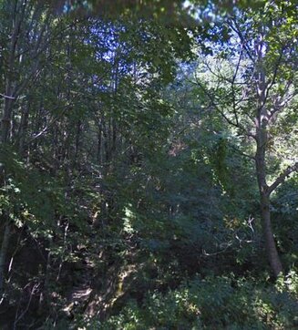 Il Frassineto di Valle Vaccaro, situato nel comune di Crognaleto in provincia di Teramo, è un habitat di grande importanza faunistica. Questo bosco ripariale, pur trovandosi vicino a un insediamento abitativo, ha mantenuto un elevato grado di naturalità, grazie all'assenza di interventi umani significativi negli ultimi decenni. La sua ricca biodiversità lo rende un luogo ideale per numerose specie animali, che traggono beneficio dalla presenza di una vegetazione variegata e ben strutturata. In particolare, la presenza di alberi maestosi e di piante con cavità naturali offre rifugio a molte specie di uccelli e mammiferi. Tra gli animali più rappresentativi di questo ecosistema ci sono i picchi, che trovano nei grandi alberi con cavità e nelle piante morte in piedi il loro habitat ideale. La disponibilità di alberi con tronchi marcescenti è fondamentale per il ciclo vitale di queste specie, che utilizzano i tronchi per nidificare o come fonte di cibo. La presenza di picchio rosso maggiore, picchio dorsobianco e picchio muratore è un segno della salute del bosco, che offre loro un ambiente protetto e ricco di risorse. Altri uccelli, come la balia dal collare e il rampichino alpestre, approfittano della varietà ecologica offerta dal bosco per trovare cibo e riparo. Inoltre, la fauna del Frassineto di Valle Vaccaro comprende una varietà di mammiferi che popolano il sottobosco e le aree circostanti. Tra le specie di maggior rilievo ci sono il cervo, il cinghiale e il capriolo, che trovano rifugio e nutrimento nel bosco di frassino, faggio e castagno. L'area offre un ambiente ideale per questi animali, che possono muoversi in tranquillità grazie alla copertura vegetale e alla presenza di ruscelli che garantiscono una costante fonte d'acqua. L'assenza di disturbi antropici favorisce la proliferazione di queste specie, che vivono in un equilibrio naturale con l'ambiente circostante. Un altro aspetto importante della fauna di questo bosco è la presenza di rettili e anfibi, che abitano le zone umide e i ruscelli che attraversano la riserva. Il biotopo ripariale favorisce la sopravvivenza di specie come il rospo comune, la rana verde e diverse specie di lucertole. Questi animali traggono vantaggio dalla combinazione di terreni umidi e copertura vegetale, che offre loro sia un rifugio sicuro che una ricca disponibilità di cibo. La fauna di invertebrati è altrettanto ricca, con numerose specie che popolano il suolo e gli alberi morti, alimentando l'intero ecosistema. Infine, il Frassineto di Valle Vaccaro rappresenta un ecosistema equilibrato e autosufficiente, dove le diverse specie animali, dalla fauna avicola ai mammiferi e agli invertebrati, coesistono in armonia grazie alla ricca biodiversità del bosco. La sua importanza faunistica è legata non solo alla varietà di specie che lo abitano, ma anche al suo ruolo fondamentale nella conservazione di habitat unici e in via di estinzione in molte altre aree d'Italia. Proteggere questo luogo significa salvaguardare una delle risorse naturali più preziose della regione, dove la fauna e la flora si intrecciano in un ciclo vitale che sostiene l'intero ecosistema.