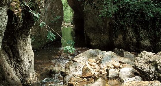 Le Gole di San Venanzio, situate nella Riserva Naturale Regionale che porta lo stesso nome, sono un vero e proprio scrigno di bellezze naturali, storiche e culturali. Il paesaggio si distingue per un territorio estremamente variegato, che spazia dalle strette gole a canyon, cascate e forre, fino a una vasta piana alluvionale dove il fiume Aterno crea ampie anse. Questo spettacolare paesaggio fluviale è uno degli ultimi esempi di bosco fluviale rimasto nel Centro Italia, dove la vegetazione lussureggiante accoglie numerose specie di fauna, creando un ambiente perfetto per l'escursionismo e la scoperta della natura selvaggia. L’area è anche un importante sito archeologico, con testimonianze che vanno dall'epoca preistorica all'epoca romana. Un esempio significativo sono le pitture rupestri di "Rava Tagliata", che raccontano della presenza umana sin dai tempi più antichi. Ancora più imponenti sono le tracce lasciate dai Romani, in particolare l’Acquedotto Romano che attraversa la gola. Questa straordinaria infrastruttura si estende lungo il versante destro della valle ed è costituita da una lunga galleria scavata nella roccia, un'opera che testimonia la maestria ingegneristica dell’epoca e il grande valore storico del luogo. Il territorio delle Gole di San Venanzio è anche profondamente legato alla spiritualità e al culto religioso. L’Eremo di San Venanzio, incastonato nella roccia, rappresenta uno dei luoghi sacri più suggestivi dell’Abruzzo. Questo eremo, che sembra quasi un ponte naturale tra le pareti rocciose, è il cuore pulsante del sistema dei sentieri che attraversano l'area protetta. Accanto all’eremo, si trovano numerosi piccoli luoghi di culto, come chiesette rurali e edicole votive dedicate al santo, che testimoniano la profonda connessione del territorio con la religiosità e la tradizione locale. L’agricoltura e la pastorizia, che un tempo hanno caratterizzato la vita nelle gole, sono ancora ben presenti nelle testimonianze storiche che arricchiscono il paesaggio. Le grotte disseminate lungo il percorso rappresentano antiche abitazioni dei pastori, che un tempo vi trovavano rifugio durante il transito delle greggi. Il vecchio mulino ad acqua, oggi immerso nella calma della natura, è un altro simbolo di un tempo in cui il luogo era teatro di un'intensa attività agro-pastorale, contribuendo a raccontare una storia di fatica e passione che ha modellato il territorio. Le Gole di San Venanzio sono anche un'ottima destinazione per chi cerca un'esperienza di natura e avventura. Il territorio offre infatti una rete di sentieri escursionistici che permettono di esplorare la bellezza selvaggia del canyon e delle zone circostanti. Gli appassionati di arrampicata sportiva possono inoltre approfittare della parete attrezzata nella cava dismessa di Pozzolana, mentre chi cerca un momento di relax può usufruire delle aree picnic presenti nella Riserva. Il Museo all'aperto e i vari spazi culturali offrono anche occasioni per approfondire la storia e la cultura del luogo, rendendo le Gole di San Venanzio una destinazione ideale per chi vuole coniugare natura, storia e spiritualità in un'unica esperienza.
