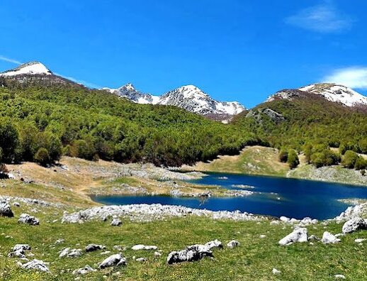 Parchi Naturali, boschi e Trekking in Abruzzo: Il Lago Vivo. Il Lago Vivo si trova nel cuore del Parco Nazionale d’Abruzzo, Lazio e Molise, ed è uno dei luoghi più affascinanti per gli amanti della natura e del trekking. Questo piccolo lago di origine naturale occupa una depressione carsica a 1591 metri di altitudine, circondato da montagne maestose, tra cui il Monte Tartaro, la Meta e il Monte Altare. Con il suo paesaggio incontaminato, il lago è un angolo di tranquillità dove il verde delle faggete, che si estendono sulle pendici circostanti, si riflette nelle sue acque fredde e limpide. Il luogo è frequentato in estate da bovini e cavalli al pascolo brado, che contribuiscono a mantenere l’armonia tra la fauna e l’ambiente. L'accesso al lago avviene attraverso un sentiero che parte dal borgo di Barrea, uno dei paesi più pittoreschi della zona, e che si snoda tra fitti boschi di faggi. Questo percorso è particolarmente apprezzato per la sua facilità, che lo rende adatto anche ai meno esperti di escursioni. Con una camminata di circa un’ora e mezza in salita, si raggiunge la conca che ospita il lago, un ambiente che cambia volto con il passare delle stagioni, regalando panorami sempre nuovi e suggestivi. La camminata è un’immersione nei colori e nei profumi della natura, e il sentiero regala momenti di pace in un paesaggio straordinario. Durante la primavera, il sentiero che conduce al Lago Vivo è un tripudio di fiori spontanei, che colorano il percorso di tinte vivaci. L’estate offre un’ulteriore meraviglia, con il fresco delle faggete che rende piacevole l’escursione anche nelle ore più calde, mentre il lago diventa il punto di ristoro per gli escursionisti. L’autunno, invece, tinge il bosco di rosso, giallo e arancione, creando uno spettacolo visivo che cattura l’occhio di ogni visitatore. Anche durante l’inverno, il sentiero è percorribile, grazie alla protezione naturale del bosco che riduce i rischi di valanghe, offrendo la possibilità di una camminata tranquilla o di un’escursione con le racchette da neve. Il Lago Vivo è il luogo ideale per chi cerca una via di fuga dalla frenesia quotidiana, un posto dove la natura regna sovrana. Grazie alla bellezza del paesaggio e alla varietà delle esperienze che offre durante tutto l’anno, rappresenta una delle tappe imperdibili nel Parco Nazionale d'Abruzzo. Questo angolo di natura incontaminata è una meta perfetta per escursionisti, appassionati di flora e fauna, e per chiunque desideri immergersi in un ambiente straordinario e rilassante.