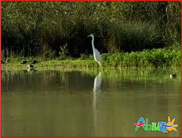 Immagine: la Riserva Naturale e Oasi WWF del Lago di Serranella. In provincia di Chieti troviamo la “Riserva Naturale e Oasi WWF del Lago di Serranella”, alla confluenza dei fiumi Sangro ed Aventino. Il nucleo principale è costituito da un invaso artificiale con acqua poco profonda, notevolmente ricca di avifauna (vi sono state censite oltre 200 specie!): ospita vere e proprie rarità come l’airone bianco maggiore, la cicogna nera, il fenicottero. Nei comuni di Rosello e di Agnone, che è in Molise, c’è l’”Oasi WWF dell’Abetina di Rosello” che tutela uno degli ultimi boschi misti con abete bianco ancora presenti in Abruzzo, popolato dal lupo, dal gatto selvatico, dal capriolo e dal picchio nero. Nel comune di Orsogna il piccolo “Parco Territoriale dell’Annunziata”, tutela un profondo vallone con un fitto bosco di leccio, roverella e alloro, popolato da uccelli e piccoli mammiferi. A Torino di Sangro il Biotopo delle leccete litoranee tutela l’ultimo bosco spontaneo del litorale abruzzese, composto da roverella e cerro cui si associano il carpino orientale, l’olmo, il leccio e le specie della macchia mediterranea. Il vicino “Biotopo del bosco di Don Venanzio”, in comune di Pollutri, custodisce invece un suggestivo bosco ripariale di frassino, pioppo e farnia. L’unica riserva marina sulla costa abruzzese è, a nord di Vasto, il delicato ambiente a falesia, dune e spiaggia sabbiosa tutelato dalla Riserva Naturale Regionale di Punta Aderci (o Punta d’Erce).