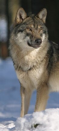 Il lupo appenninico è uno dei protagonisti più misteriosi e affascinanti della fauna abruzzese, simbolo della resistenza e dell’equilibrio naturale nei paesaggi selvaggi dell’Appennino. Presente in tutti i principali parchi della regione, tra cui la Majella, il Gran Sasso e il Parco d’Abruzzo, questo predatore vive in branchi e si muove su vasti territori, contribuendo al controllo delle popolazioni di ungulati. Dopo un periodo critico in cui rischiava l’estinzione, oggi la sua presenza è in espansione grazie a decenni di protezione e sensibilizzazione. Il suo ululato, che riecheggia nelle notti di montagna, rappresenta la voce più autentica e antica della natura d’Abruzzo.