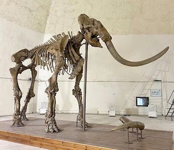 Il Mammut aquilano, straordinario reperto della sezione archeologica del Munda, sarà visitabile nel Bastione Est del Forte Spagnolo, presso il Museo Nazionale D’Abruzzo ci sarà la conferenza stampa di presentazione dell’iniziativa, organizzata dal Segretariato Regionale per l’Abruzzo in collaborazione con il Museo Nazionale d’Abruzzo, la Soprindentenza Archeologia, Belle Arti e Paesaggio per le province di L’Aquila e Teramo. Le visite, dalle 10 alle 22, saranno su prenotazione e le informazioni sulle modalità di accesso saranno diffuse in sede di conferenza stampa. Protetto dalle stratificazioni formatesi sul fondo dell'antico lago, il mammut è uno degli esemplari più completi esistenti insieme a quelli esposti a Parigi a Leningrado e negli Usa. Il suo restauro ha rappresentato un viaggio fondamentale nella paleontologia. E' il primo grande passo che anticipa il rientro dell'intera collezione del Museo nelle stanze del Forte Spagnolo, dove sono previsti anche un “Officina del Castello” con spazi per lo studio ed il restauro di 2.600 opere. Nella Conca dell'Aquila, occupata da un grande lago, dove vivevano elefanti e rinoceronti, ippopotami, cervi e cinghiali, nel marzo del 1954 fu rinvenuto lo scheletro quasi integro di un Elephas Meridionalis Nesti, noto come Mammut in località Madonna della Strada a  Scoppito, diffusosi nella penisola italiana all'inizio del Quaternario: un "bestione" che doveva pesare più di più di sedici tonnellate, alto più di quattro metri, molto simile ad un elefante, ma più robusto, con le zanne più curve e la bocca più sporgente. Dopo due anni di lavori di riparazione delle singole parti fu esposto per la prima volta al pubblico nel 1958. All'esemplare maschio e anziano dell'Aquila, morto probabilmente di vecchiaia a 55 anni, attorno a 1.500.000 anni fa, fu denominato prima Archidiskodon meridionalis vestinus, poi Mammuthus meridionalis vestinus. L'Abruzzo vanta un ricco patrimonio museale che riflette la sua storia millenaria, le tradizioni artistiche e le peculiarità culturali del territorio. I musei della regione custodiscono reperti archeologici, opere d’arte e testimonianze della vita quotidiana delle popolazioni che hanno abitato queste terre, offrendo un viaggio affascinante attraverso il tempo. Dalle collezioni di arte sacra alle esposizioni etnografiche, dalle raccolte naturalistiche ai musei dedicati a personaggi illustri, ogni istituzione museale contribuisce a preservare e valorizzare l’identità abruzzese, rendendola accessibile a studiosi, appassionati e visitatori. Uno dei principali centri culturali della regione è il Museo Nazionale d'Abruzzo (MuNDA) a L’Aquila, che ospita una vasta collezione di opere d’arte, sculture e reperti archeologici, tra cui il celebre Guerriero di Capestrano, simbolo della civiltà italica. A Chieti, il Museo Archeologico Nazionale, situato nella suggestiva Villa Frigerj, conserva importanti testimonianze della storia pre-romana e romana della regione, con una ricca raccolta di oggetti che illustrano la vita e i culti degli antichi popoli italici. Sempre a Chieti, il Museo d’Arte Costantino Barbella raccoglie opere di artisti abruzzesi, offrendo uno spaccato significativo dell’evoluzione dell’arte locale tra Ottocento e Novecento. Accanto ai grandi musei nazionali, l’Abruzzo ospita numerose raccolte tematiche che raccontano aspetti specifici della cultura e delle tradizioni del territorio. Il Museo Casa Natale di Gabriele d’Annunzio a Pescara permette di immergersi nella vita e nelle opere del celebre poeta, mentre il Museo delle Genti d’Abruzzo offre un’approfondita panoramica sulla storia antropologica della regione. Importanti sono anche le raccolte dedicate all’arte sacra, come quelle del Museo Diocesano di Teramo o del Museo Capitolare di Atri, che conservano preziosi dipinti, sculture e paramenti liturgici. Oltre alle collezioni storico-artistiche, l’Abruzzo custodisce un significativo patrimonio naturalistico e scientifico, con musei dedicati alla geologia, alla fauna e all’ambiente. Il Museo Naturalistico Archeologico Paolo Barrasso a Caramanico Terme racconta la biodiversità del Parco Nazionale della Majella, mentre il Museo dell’Orso Marsicano a Palena è un punto di riferimento per la tutela della fauna appenninica. Le numerose raccolte locali, spesso ospitate in borghi e piccole città, testimoniano il forte legame tra cultura, natura e territorio, rendendo il patrimonio museale abruzzese una risorsa preziosa per la conoscenza e la valorizzazione dell’identità regionale.