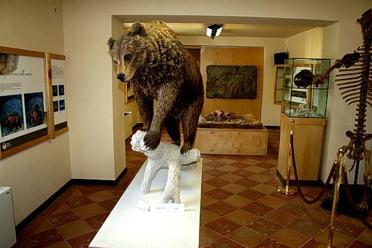 Il MOM, Museo dell'Orso Marsicano del Parco Nazionale della Maiella, situato a Palena, è un omaggio al simbolo del paesaggio montano abruzzese: l'orso bruno marsicano. Il museo, ospitato in un’ala dell’ex Convento di Sant'Antonio, si sviluppa su due piani e offre una visione completa della biologia, ecologia e storia di questa specie. Le sue sei sezioni esplorano in dettaglio vari aspetti dell'orso, dal suo ruolo nelle antiche culture e mitologie alla sua evoluzione e alla conservazione della specie, mettendo in luce le sfide legate alla sua sopravvivenza. Il museo si distingue per il suo approccio scientifico e didattico, ponendo l'accento sull'importanza dell'orso bruno marsicano all'interno dell'ecosistema montano. Esplorando l’evoluzione della famiglia degli Ursidi e le scoperte paleontologiche, come quelle relative all'orso speleo, il MOM offre ai visitatori un viaggio attraverso i secoli, mostrando come questa specie sia stata una costante nel paesaggio abruzzese. Le sezioni dedicate alla biologia e all'ecologia permettono di comprendere più a fondo il comportamento dell'orso, la sua alimentazione e le sue abitudini. Uno degli aspetti più coinvolgenti del museo è l’esperienza interattiva che stimola la curiosità di visitatori di tutte le età. La riproduzione di una foresta notturna e la parete interattiva sono strumenti che permettono ai bambini, ragazzi e adulti di entrare in contatto diretto con la natura dell’orso bruno. Questo approccio rende il MOM un luogo non solo di conoscenza ma anche di sensibilizzazione sulla necessità di proteggere questa specie, che rappresenta una delle sfide più grandi della fauna abruzzese. Il percorso museale culmina con la visita all'Area Faunistica dell'Orso Bruno, dove i visitatori hanno la possibilità di osservare direttamente tre esemplari di Orso bruno europeo. Situata vicino al museo, l'area offre un'esperienza immersiva che permette di vedere gli orsi nel loro habitat naturale, con un impatto educativo che rafforza l'importanza della conservazione e della tutela della fauna locale. Il MOM, con il suo approccio scientifico e divulgativo, è dunque un luogo fondamentale per conoscere e proteggere l'orso bruno marsicano e il suo ambiente.