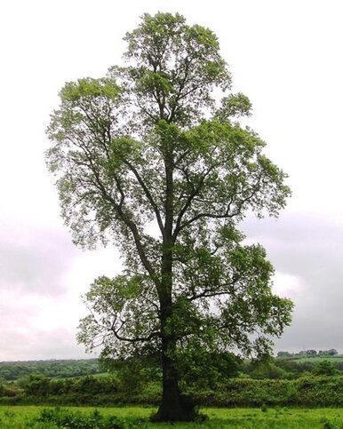 La flora in Abruzzo: L'Olmo La presenza dell’olmo negli ecosistemi dell’Abruzzo riveste un ruolo ecologico di primo piano, grazie alla sua capacità di integrarsi armoniosamente nei boschi misti e di contribuire all’equilibrio ambientale. Questo albero, diffuso soprattutto nelle riserve naturali e nelle aree collinari della regione, favorisce la stabilità del suolo con il suo apparato radicale profondo e aiuta a prevenire fenomeni di erosione, particolarmente rilevanti nei versanti più esposti. Inoltre, la sua chioma ombrosa crea microambienti freschi e umidi che favoriscono la crescita di altre specie vegetali e la presenza di piccoli animali. Dal punto di vista della biodiversità, l’olmo rappresenta un elemento chiave, offrendo nutrimento e rifugio a numerose specie di insetti, uccelli e piccoli mammiferi. Le sue foglie, i fiori e i semi entrano nella catena alimentare di diversi organismi, mentre il tronco e i rami ospitano funghi, licheni e microorganismi utili alla salute del bosco. Anche le cavità naturali degli esemplari più vecchi diventano rifugi per pipistrelli e altri animali, contribuendo a mantenere l’equilibrio tra le diverse forme di vita presenti nell’ambiente forestale. In Abruzzo, l’olmo è anche oggetto di attenzione nei programmi di conservazione ecologica, poiché la sua sopravvivenza è messa a rischio dalla grafiosi. Le riserve naturali svolgono un ruolo fondamentale nel monitoraggio e nella protezione degli esemplari sani, favorendo la diffusione di varietà resistenti. Tutelare l’olmo significa quindi salvaguardare non solo una specie vegetale, ma anche l’intera rete di relazioni ecologiche che da essa dipende, rafforzando il patrimonio naturale della regione e la sua capacità di affrontare le sfide ambientali future.