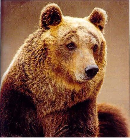 Parchi Naturali, boschi e Trekking in Abruzzo: L’Orso marsicano. L'orso marsicano, simbolo indiscusso delle foreste abruzzesi, è un plantigrado che ha trovato rifugio nelle aree più remote e protette del Parco Nazionale d'Abruzzo. Questa sottospecie, unica al mondo, ha sopravvissuto a secoli di bracconaggio, incendi e degrado del suo habitat. Oggi, la popolazione di orso marsicano si concentra principalmente all'interno del parco, dove una cinquantina di esemplari, distribuiti su circa 1.000 km², vivono protetti dalla legge. Questi maestosi animali si rifugiano nei boschi di faggio e nelle valli isolate, dove costruiscono le loro tane e si dedicano alla ricerca di cibo, che, per la maggior parte, consiste in frutti di bosco, radici e piante selvatiche. Il comportamento dell'orso marsicano è principalmente solitario e schivo, ma durante il periodo estivo si spinge spesso in pianura, dove pascola tranquillamente nelle radure e a volte si avvicina ai campi. La sua dieta è prevalentemente vegetariana, ma non disdegna occasionalmente piccole prede animali, come pecore o piccoli mammiferi. La sua presenza nei boschi dell'Abruzzo, seppur furtiva, è sempre più evidente grazie agli sforzi di conservazione che hanno portato alla nascita di programmi di monitoraggio e tutela. Gli incontri tra l'orso e l'uomo, pur essendo un evento raro, sono diventati sempre più frequenti, segno di un lento ma costante recupero della specie. L'orso marsicano è un animale che si distingue per le sue imponenti dimensioni: i maschi possono arrivare a pesare oltre 300 kg, mentre le femmine sono leggermente più piccole. La sua vita è scandita dal ritmo della natura, che lo porta ad andare in letargo durante l'inverno e a risvegliarsi in primavera, pronto a tornare nel cuore delle sue terre selvagge. Nonostante le difficoltà legate alla sua sopravvivenza, l'orso marsicano ha imparato a convivere con l'ambiente umano, seppur restando diffidente nei confronti delle persone. La sua capacità di adattarsi a un habitat in continuo cambiamento è testimone della sua forza e della sua resistenza. La conservazione dell'orso marsicano è di fondamentale importanza per l'ecosistema dell'Abruzzo, poiché la specie gioca un ruolo cruciale nell'equilibrio ecologico dei boschi. La sua presenza è indice della salute di questi ambienti naturali e della qualità dell'aria, dell'acqua e della vegetazione. La protezione dell'orso marsicano, però, deve andare di pari passo con la tutela del suo habitat, che è minacciato dalla crescente urbanizzazione e dall'impatto delle attività umane. Per questo motivo, è fondamentale continuare a sensibilizzare l'opinione pubblica sulla necessità di preservare questi territori selvaggi, affinché l'orso marsicano possa continuare a vivere e prosperare nelle terre incantevoli dell'Abruzzo.