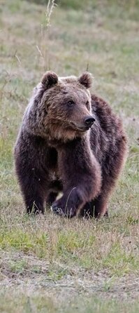 L'orso bruno marsicano (Abruzzo). L’orso marsicano è una sottospecie unica dell’orso bruno, endemica dell’Appennino centrale, e rappresenta uno dei simboli più preziosi della fauna dell’Abruzzo. Vive prevalentemente nel Parco Nazionale d’Abruzzo, Lazio e Molise, dove trova rifugio in ambienti boscosi e montani poco disturbati dall’uomo. Di indole solitaria e generalmente schiva, l’orso marsicano si nutre principalmente di frutti, bacche, radici e piccoli animali, svolgendo un ruolo fondamentale nell’equilibrio dell’ecosistema. Nonostante gli sforzi di conservazione, resta una specie a rischio critico di estinzione, protetta da rigorose misure ambientali e da progetti mirati alla sua tutela.