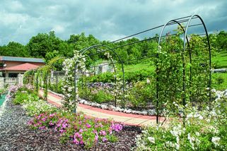 Orti Botanici in Abruzzo: Orto Botanico "Daniela Brescia" (Sant’Eufemia a Maiella - Pe). La flora extra mediterranea dell’Orto Botanico "Daniela Brescia" di Sant’Eufemia a Maiella rappresenta una componente essenziale nella valorizzazione della biodiversità vegetale dell’Appennino. Sebbene il contesto geografico sia principalmente influenzato dal clima montano, molte specie provenienti da ambienti non mediterranei trovano qui un habitat favorevole. L’alternanza di temperature, l’umidità e la conformazione del suolo consentono la crescita di piante originarie di regioni temperate e montane di Europa, Asia e Nord America, arricchendo la collezione botanica del giardino. Tra le specie ospitate, si possono trovare alberi e arbusti caratteristici delle foreste temperate, come alcune conifere tipiche delle alte quote e latifoglie decidue che presentano un marcato ciclo stagionale. La presenza di queste piante permette di osservare il cambiamento del paesaggio nel corso dell’anno, con il risveglio primaverile, il rigoglio estivo, la colorazione autunnale e il riposo vegetativo invernale. Questo equilibrio tra specie locali e non mediterranee offre un’opportunità di studio sulle capacità di adattamento della flora a condizioni climatiche diverse. Le piante extra mediterranee del giardino sono spesso scelte anche per la loro rilevanza ecologica e ornamentale. Alcune specie, originarie di ambienti freddi e umidi, si sono adattate perfettamente ai microclimi presenti nel parco, favorendo la creazione di nicchie ecologiche che ospitano insetti impollinatori e piccoli animali. L’interazione tra flora e fauna sottolinea l’importanza di questi ambienti nella conservazione della biodiversità e nel mantenimento degli equilibri naturali. L’inserimento di specie vegetali provenienti da contesti diversi permette di mettere a confronto la flora autoctona con quella di altri ecosistemi, evidenziando affinità e differenze evolutive. Inoltre, la presenza di queste piante consente di approfondire gli effetti del cambiamento climatico sulla vegetazione, studiando come alcune specie riescano a modificare il loro ciclo vitale in risposta alle variazioni ambientali. Questi aspetti rendono l’orto botanico un vero laboratorio a cielo aperto, dove ricerca e divulgazione scientifica si uniscono in un’esperienza immersiva per studiosi e visitatori. L’Orto Botanico "Daniela Brescia" non è solo un luogo di conservazione, ma anche un ambiente dinamico in cui la natura si esprime in tutta la sua varietà. L’integrazione di flora extra mediterranea all’interno del giardino arricchisce il panorama vegetale, offrendo spunti di riflessione sull’importanza della tutela degli ecosistemi. Osservare piante di origine lontana adattarsi al contesto appenninico dimostra la straordinaria resilienza del mondo vegetale e sottolinea il ruolo cruciale degli orti botanici nella salvaguardia della biodiversità globale.