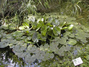 Orti Botanici in Abruzzo: Orto Botanico Riserva Lago di Penne – Penne (Pe) L'Orto Botanico della Riserva Lago di Penne, situato nel cuore dell'Abruzzo, si estende su un’area di circa un ettaro e rappresenta un esempio di come la flora extra mediterranea possa adattarsi a un ambiente naturale ricco di biodiversità. Il sito, istituito nel 1988, è caratterizzato da un paesaggio che si affaccia sul lago omonimo, circondato da una varietà di microhabitat che comprendono zone umide, aree boscose e prati, creando un ambiente ideale per piante non solo mediterranee ma anche di origine continentale e montana. Queste piante, provenienti da ecosistemi diversi, si sono adattate alle condizioni climatiche e naturali particolari della riserva, che ospita una flora eterogenea e di grande valore ecologico. Nel giardino botanico si possono trovare numerose specie che, sebbene non siano originarie del clima mediterraneo, sono riuscite a prosperare grazie a un’attenta progettazione e gestione. Le piante extra mediterranee, infatti, sono disposte in un ordinamento geografico-ecologico che riflette i vari ecosistemi del territorio abruzzese. Questo approccio consente di osservare come diverse specie, come quelle montane e continentali, possano coesistere e svilupparsi in ambienti che, pur non essendo loro habitat nativi, offrono condizioni favorevoli alla crescita. Tra le specie di rilievo ci sono numerose piante erbacee adattate a vivere in zone umide e in suoli ricchi di acqua. L’Orto Botanico di Penne offre quindi un’opportunità unica di osservare come la flora extra mediterranea, come le piante provenienti da aree più fresche e temperate, si inserisca armoniosamente nel panorama della Riserva. L’area ha visto, negli anni, la colonizzazione naturale da parte di specie che, sebbene non originarie della regione, si sono integrate nel paesaggio in modo perfetto. In particolare, alcune piante di origine centroeuropea e continentale si sono adattate alle condizioni più fresche e umide della riserva, riuscendo a prosperare in un ambiente che le protegge dalle alte temperature estive tipiche di altre aree della regione. La gestione dell’Orto Botanico di Penne ha inoltre portato alla reintroduzione di alcune specie vegetali ritenute ormai rare o in pericolo di estinzione nella flora abruzzese. Tra queste, numerose piante provenienti da ambienti montani e di alta quota, che non si trovano facilmente nelle zone a clima mediterraneo. Le piante erbacee, che costituiscono la maggior parte della vegetazione dell’orto, sono particolarmente indicative della resilienza delle specie extra mediterranee, che non solo si sono adattate ma si sono anche arricchite grazie alla continua interazione con gli altri ambienti naturali del sito. In questo contesto, l'Orto Botanico della Riserva Lago di Penne diventa un laboratorio di biodiversità, in cui non solo le piante mediterranee ma anche quelle extra mediterranee sono curate e tutelate, offrendo un’importante risorsa educativa e scientifica. L’orto non è solo un luogo di bellezza, ma un punto di riferimento per la conservazione delle specie vegetali che provengono da ecosistemi differenti, contribuendo così alla comprensione e alla preservazione della flora regionale e nazionale.