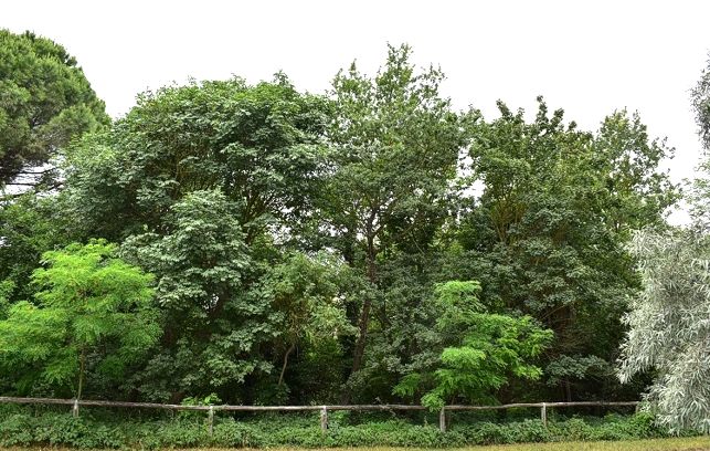 Parco Territoriale Attrezzato Orto botanico di Città Sant'Angelo (Pe) Abruzzo. Il Parco Territoriale Orto Botanico di Città Sant’Angelo, in Abruzzo, è un’area attrezzata che unisce natura e spazi per il tempo libero, offrendo ai visitatori la possibilità di immergersi in un ambiente ricco di flora e fauna. All’interno del parco si possono ammirare diverse specie botaniche tipiche del territorio abruzzese, che convivono con alberi ornamentali e piante autoctone, creando un paesaggio verde e armonioso. Tra i sentieri e le aree dedicate si incontrano anche piccoli animali e uccelli che trovano rifugio in questo habitat protetto, rendendo la visita un’esperienza ideale per chi desidera scoprire la biodiversità locale in un contesto accogliente e facilmente fruibile.