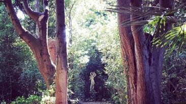 Orti Botanici in Abruzzo: Parco paesaggistico Lauretum - giardino botanico (Loreto Aprutino - Pe). Il Parco Paesaggistico Lauretum, situato a Loreto Aprutino, ospita una varietà di piante che rappresentano una miscela unica di flora mediterranea e extra-mediterranea, integrata in un contesto paesaggistico di grande valore. Questo giardino botanico, che si estende su circa tre ettari, è stato progettato non solo per esaltare le piante autoctone dell’Abruzzo ma anche per ospitare una selezione di specie provenienti da altre aree temperate e montane. Le piante extra-mediterranee nel parco sono coltivate con cura, creando ambienti che riproducono le condizioni naturali di queste specie, spesso originarie di zone caratterizzate da climi più freschi e umidi. La flora extra-mediterranea del parco comprende specie che si adattano alle particolari condizioni climatiche e topografiche del luogo, con una preponderanza di piante provenienti da ambienti temperati e montani. Alcuni degli alberi e degli arbusti più rilevanti di queste aree sono essenze provenienti da regioni alpine e sub-alpine, che trovano nel Parco Lauretum un habitat ideale per il loro sviluppo. Le essenze più diffuse includono alberi come il faggio e il sorbo, che si inseriscono perfettamente nel paesaggio collinare e nei boschi che si sviluppano in altura. Queste specie sono note per la loro capacità di adattarsi ai terreni freschi e ricchi di umidità, contrastando con la vegetazione mediterranea circostante. Nel parco, le piante di origine extra-mediterranea non si limitano agli alberi, ma comprendono anche arbusti e piante erbacee che caratterizzano diverse zone del giardino. Tra questi, numerosi cespugli e piante tappezzanti provenienti da ambienti montani, come il genepy e l’iperico, si mescolano con la vegetazione mediterranea, creando un mosaico di colori e forme che arricchiscono la biodiversità del parco. Le piante erbacee, in particolare, sono state scelte per la loro capacità di prosperare in terreni con una buona disponibilità di acqua e in aree esposte al sole, ma anche in zone più ombreggiate, dove la frescura favorisce la crescita di specie montane. L’introduzione di queste specie extra-mediterranee, molte delle quali originarie di aree più settentrionali rispetto alla tradizionale flora mediterranea, ha un valore sia ecologico che educativo. Infatti, il Parco Lauretum non è solo un giardino botanico, ma un importante luogo di studio e sensibilizzazione riguardo alla biodiversità vegetale e al cambiamento climatico. La combinazione di piante mediterranee ed extra-mediterranee permette di osservare le differenze di adattamento e di ecologia tra le due tipologie, offrendo ai visitatori un'ampia gamma di esperienze sensoriali e di apprendimento. Inoltre, il Parco Paesaggistico Lauretum offre un’opportunità unica di esplorare come le piante provenienti da climi più freschi possano essere coltivate con successo anche in un ambiente più caldo e asciutto, come quello dell’Abruzzo. Le specie extra-mediterranee del parco sono selezionate con l’intento di creare ambienti sostenibili e resilienti, in grado di prosperare non solo in un contesto botanico, ma anche come modelli di giardinaggio ecologico. Grazie a questo approccio, il parco diventa un punto di riferimento per l’educazione alla biodiversità e per la conservazione delle piante in ambienti non nativi, ma perfettamente integrati con il paesaggio locale.