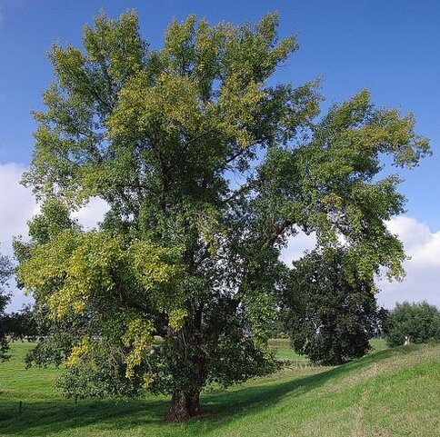 In Abruzzo, il pioppo è una presenza familiare nei paesaggi fluviali e umidi, ma il suo nome affonda le radici in una storia linguistica molto più ampia. Il termine latino pōpulus, da cui deriva l’italiano “pioppo”, è stato spesso associato per paretimologia alla parola pŏpulus, “popolo”, suggerendo l’idea del “pioppo come albero del popolo”. In realtà, l’origine della parola è più complessa e incerta, probabilmente legata a un sostrato mediterraneo, come dimostra il greco antico apellón. La forma italiana "pioppo" deriva da un latino volgare medievale, ploppus, e ha lasciato tracce in molte lingue europee, tra cui il rumeno plop, lo spagnolo chopo, il tedesco Pappel e il greco calabrese pluppo. I pioppi possono raggiungere altezze imponenti, dai 15 ai 30 metri e oltre, con tronchi che superano i due metri e mezzo di circonferenza. La loro corteccia, inizialmente liscia e chiara, diventa col tempo scura e profondamente fessurata. Le foglie, disposte a spirale, presentano forme variabili da triangolari a tondeggianti e si muovono facilmente al vento grazie ai piccioli appiattiti, conferendo all’albero un caratteristico effetto vibrante, come se tremasse. In autunno, il fogliame si colora di tonalità dorate, rendendo il pioppo un protagonista discreto ma scenografico del paesaggio abruzzese. Dal punto di vista botanico, i pioppi sono per lo più piante dioiche, con esemplari maschili e femminili distinti, facilmente riconoscibili per forma e struttura. I fiori, riuniti in lunghi amenti penduli, compaiono all’inizio della primavera prima delle foglie, mentre i frutti – capsule che si aprono rilasciando minuscoli semi avvolti in un pappo bianco – maturano entro l’estate e si disperdono col vento, simili a fiocchi di cotone. In Abruzzo, le specie della sezione Aegiros crescono lungo i fiumi e nei terreni umidi, mentre quelle della sezione Populus sono tra le latifoglie più diffuse di tutto l’emisfero boreale, a testimonianza della grande adattabilità e importanza ecologica di questo albero.