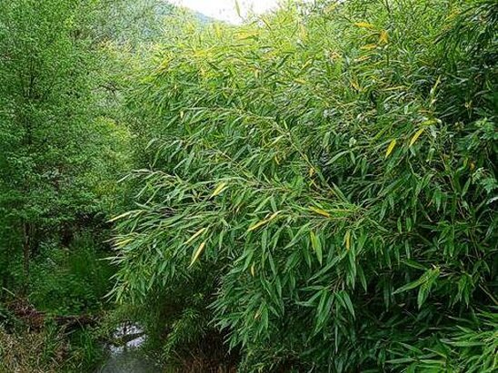 Il Salice (Salix elaeagnos). Nelle riserve naturali dell’Abruzzo, il salice, in particolare il “Salix elaeagnos”, gioca un ruolo determinante nell’equilibrio ecologico degli ambienti fluviali e umidi. Questa pianta pioniera è capace di insediarsi su terreni instabili, come le rive ghiaiose dei torrenti montani, contribuendo in modo naturale alla stabilizzazione del suolo. Le sue radici fitte e resistenti trattengono i sedimenti, limitano l’erosione e proteggono le sponde dall’azione erosiva dell’acqua, soprattutto in occasione delle piene stagionali. La presenza del salice rappresenta quindi una vera e propria barriera naturale, indispensabile per la tutela del paesaggio e per la prevenzione del degrado ambientale. Oltre alla funzione di consolidamento idrogeologico, il salice favorisce la diversità biologica all’interno delle aree protette. La sua chioma offre ombra e frescura a numerose specie vegetali ed erbacee che crescono ai suoi piedi, creando microhabitat favorevoli per insetti, uccelli e piccoli mammiferi. I rami intrecciati offrono rifugio alla fauna selvatica, mentre i fiori primaverili attraggono impollinatori, fondamentali per la riproduzione delle piante autoctone. In questo modo, il salice si inserisce perfettamente nella rete ecologica dei parchi e delle riserve abruzzesi, contribuendo al mantenimento della loro complessa e delicata biodiversità. Infine, il salice ha anche un valore strategico nella gestione ambientale sostenibile delle riserve naturali. Viene spesso utilizzato nei progetti di rinaturalizzazione e recupero di ambienti degradati, grazie alla sua rapidità di crescita e alla capacità di rigenerarsi facilmente. In Abruzzo, dove il patrimonio naturalistico è tra i più ricchi d’Italia, specie come il “Salix elaeagnos” rappresentano una risorsa preziosa, non solo per la loro funzione ecologica, ma anche per il loro ruolo nel mantenere vive le dinamiche naturali che sostengono gli equilibri degli ecosistemi protetti.