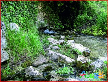 Immagine: la Riserva Naturale delle Sorgenti del Pescara. Nei pressi di Popoli la “Riserva Naturale delle Sorgenti del Pescara” tutela una straordinaria e imponente risorgenza, che forma un vero e proprio laghetto, limpido e cristallino, circondato da boschi e canneti. Percorrendo il sentiero che lo costeggia si rimane stupiti dal numero di sorgenti, spesso affioranti con polle: se ne contano più di 60. L’acqua proviene direttamente dal Gran Sasso, dal grande acquifero di Campo Imperatore, e dopo un percorso sotterraneo di circa 30 chilometri riaffiora nella Riserva. Nei suoi circa 50 ettari, fra i fitti canneti e le molte specie acquatiche come il ranuncolo d’acqua, la brasca di laguna, il giaggiolo d’acqua e il giglio d’acqua, vivono oltre 100 specie di uccelli acquatici fra stanziali e di passo, come l’airone cenerino, la folaga, la gallinella d’acqua, il martin pescatore. A pochi chilometri dal centro storico di Penne, sul lago artificiale realizzato negli anni ’60 per scopi irrigui, è stata istituita la “Riserva Naturale e Oasi WWF del Lago di Penne”, una delle zone umide più frequentate dagli uccelli di passo durante il periodo delle migrazioni. La Riserva, che ai boschi di roverella sulle pendici dell’invaso contrappone saliceti e pioppeti lungo le sponde, ospita la nitticora, l’airone rosso, il falco pescatore. Se ci si sposta più sulla costa tra Pescara e Montesilvano (nei cui comuni è compresa), una piccola striscia litoranea di pini, quasi esclusivamente pini d’Aleppo, lunga tre chilometri e larga 50 metri è la Riserva della Pineta di Santa Filomena, istituita per preservare ciò che rimaneva, dopo l’assalto del cemento, dell’antica pineta che invece si affacciava direttamente sul mare ed era molto più estesa. A Pescara un analogo provvedimento di tutela ha istituito la “Riserva Naturale della Pineta dannunziana”, un vero e proprio polmone verde nel cuore della città. Una delle anse del fiume Fino, pochi chilometri prima di unirsi al Tavo, costituisce il “Parco Territoriale attrezzato di Città Sant’Angelo”, una piccola area umida frequentata da numerose specie di uccelli. Il Parco Territoriale attrezzato di Vicoli è posto a salvaguardia dei pendii tra il centro storico e il corso del fiume Nora. Protegge un bosco di roverella, acero campestre e robinia e varie specie rare di uccelli. Infine a Scafa, tra la Majella e il Morrone, il “Parco Territoriale attrezzato delle Sorgenti Sulfuree del Lavino” tutela un ambiente davvero particolare, nel quale pioppi e salici contornano spettacolari pozze d’acqua sulfurea risorgente dallo splendido color turchese, grazie a particolari alghe verdi ed azzurre che ricoprono i fondali. Ospita una fauna davvero interessante: gallinelle d’acqua, usignoli di fiume, picchi verdi, ballerine gialle e martin pescatore, insieme a piccoli mammiferi come ricci, donnole, faine e tassi.