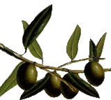 L’olio extravergine di oliva abruzzese è uno dei prodotti simbolo della regione, espressione autentica di un’antica tradizione agricola che affonda le radici nell’epoca romana. Coltivato soprattutto nelle zone collinari delle province di Chieti, Pescara e Teramo, questo olio si distingue per la qualità delle cultivazioni autoctone, come la Dritta, la Gentile di Chieti e la Leccino. Il clima mite, la varietà dei terreni e le tecniche di raccolta manuale contribuiscono alla produzione di un olio dal profumo intenso e dal sapore armonico, con note erbacee, sentori di mandorla e un leggero retrogusto amaro e piccante. In Abruzzo l’olio extravergine non è solo un condimento, ma un elemento fondamentale della cucina e dell’identità culturale del territorio. Utilizzato quotidianamente in piatti semplici e genuini, dall’insalata di campo alle zuppe contadine, rappresenta una sintesi perfetta tra natura e sapienza contadina. L’attenzione alla qualità ha portato al riconoscimento di diverse denominazioni, tra cui la DOP Aprutino Pescarese, la DOP Colline Teatine e la DOP Pretuziano delle Colline Teramane, che tutelano e valorizzano la tipicità dell’olio abruzzese a livello nazionale e internazionale.