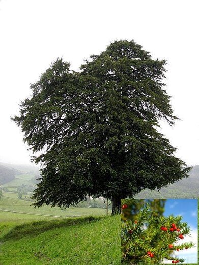 Gli alberi di tasso svolgono un ruolo importante all’interno dell’ecosistema forestale delle riserve naturali in Abruzzo, contribuendo alla diversificazione strutturale e biologica dei boschi. La loro presenza, seppur rara, arricchisce la composizione arborea delle faggete e dei boschi misti, offrendo microhabitat utili a molte specie animali e vegetali. Grazie alla chioma sempreverde e alla crescita lenta, il tasso crea zone di ombra costante che favoriscono la conservazione dell’umidità del suolo e lo sviluppo di muschi, felci e funghi, essenziali per l’equilibrio ecologico del sottobosco. Dal punto di vista faunistico, pur essendo in gran parte tossico, il tasso rappresenta una risorsa per alcune specie selvatiche. Gli arilli rossi prodotti in autunno, infatti, vengono consumati da uccelli come il tordo o la cesena, che contribuiscono alla dispersione dei semi, favorendo la riproduzione spontanea dell’albero. Inoltre, la corteccia e le cavità naturali del tronco offrono rifugio a insetti, piccoli mammiferi e uccelli, che trovano in questi alberi un ambiente sicuro e stabile in cui vivere o nidificare. Nelle riserve naturali abruzzesi, il tasso assume anche un ruolo indicatore dello stato di salute dei boschi: la sua presenza segnala habitat maturi, poco alterati dall’uomo, e sottolinea il valore ecologico delle foreste antiche. Per questo motivo, viene tutelato all’interno dei piani di gestione ambientale delle aree protette, come elemento chiave per la conservazione della biodiversità. Preservare gli alberi di tasso significa non solo difendere una specie arborea rara, ma anche contribuire al mantenimento di un ecosistema ricco, equilibrato e resiliente.