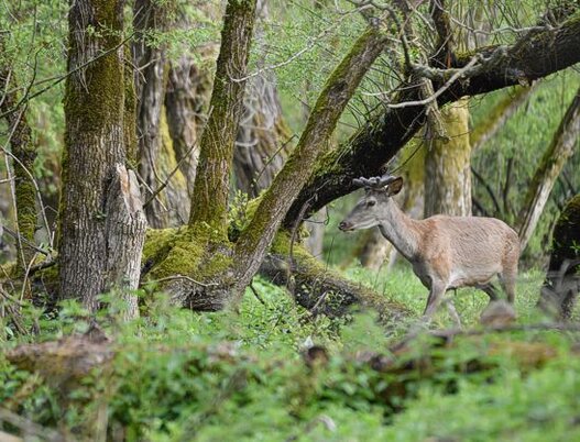 Trekking nelle valli dell’Abruzzo: La Vallelonga e la foresta di valle Cervara. La Vallelonga, situata ai piedi delle imponenti catene montuose dell'Abruzzo, è una delle zone più suggestive e affascinanti del Parco Naturale Regionale. Questo angolo di natura incontaminata è un rifugio perfetto per chi cerca tranquillità e bellezze paesaggistiche. Villavallelonga, il borgo che ne segna l'ingresso orientale, è il punto di partenza ideale per esplorare la valle e i suoi dintorni. La valle è circondata da montagne difficili da percorrere, ma è proprio questa caratteristica a preservare la sua autenticità e la sua bellezza selvaggia. L'area, con il suo paesaggio roccioso e le montagne imponenti, offre un'ottima occasione per esplorazioni a piedi, in mountain bike o, per i più esperti, in escursioni più impegnative. Nel cuore della Vallelonga si trova la Valle Cervara, un luogo di rara bellezza che ospita una delle faggete più antiche d'Europa, dove gli alberi di faggio possono raggiungere i 600 anni di età. Questo bosco secolare rappresenta un ecosistema prezioso che offre un rifugio sicuro per numerose specie di fauna, tra cui l'orso marsicano. La foresta di Valle Cervara è un ambiente straordinario che conserva intatto il suo fascino selvaggio, con i faggi che svettano imponenti verso il cielo e il silenzio che pervade l'area, interrotto solo dai suoni della natura. Questa foresta è il cuore pulsante della valle e costituisce un patrimonio ecologico di enorme valore, tanto per la biodiversità che ospita quanto per il ruolo che svolge nella conservazione delle specie tipiche della zona. I sentieri che attraversano la Valle Cervara permettono di scoprire la bellezza della natura incontaminata in tutta la sua grandiosità. Uno dei percorsi più spettacolari porta dal Prati d'Angro fino al Monte Caprara, attraverso una sterrata che costeggia il corso di un torrente ormai asciutto. Questo sentiero è un vero e proprio viaggio nel cuore della foresta, dove i visitatori possono ammirare i grandi faggi, alcuni dei quali così imponenti da richiedere l'abbraccio di più persone per essere circondati completamente. Proseguendo, si raggiunge la fontana di Valle Cervara, un luogo perfetto per una sosta prima di intraprendere la salita che conduce alla cresta finale del Monte Caprara, da cui si apre una vista mozzafiato sulle montagne circostanti, tra cui il Monte Marsicano, il Monte Petroso e il Corno Grande. Per chi desidera vivere un'esperienza più rilassata ma altrettanto affascinante, il "sentiero natura dell'orso" è un'ottima alternativa. Partendo dal Centro Visita di Villavallelonga, questo percorso conduce all'area faunistica dove è possibile osservare da vicino l'orso marsicano, simbolo della fauna appenninica. Il sentiero offre la possibilità di entrare in contatto diretto con la natura, senza dover affrontare un'escursione troppo impegnativa. Inoltre, i visitatori possono esplorare i borghi medievali di Bisegna, San Sebastiano e Ortona, piccoli centri che raccontano la storia e la tradizione dell'Abruzzo. La visita all’acquedotto della Ferriera a Bisegna è un’altra occasione per scoprire l'ingegneria medievale della zona, aggiungendo un ulteriore strato di fascino alla bellezza naturale che caratterizza la Vallelonga e la Foresta di Valle Cervara.