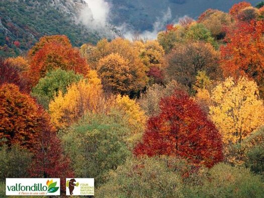 Trekking nelle valli dell’Abruzzo: La val Fondillo e i camosci d'Abruzzo. La Val Fondillo, situata nel cuore del Parco Nazionale d'Abruzzo, Lazio e Molise, è una delle valli più affascinanti della regione, perfetta per gli amanti della natura e del trekking. Il percorso di fondovalle è ideale per famiglie, poiché facilmente percorribile anche con passeggini, mentre i sentieri più impegnativi si inoltrano in zone più selvagge, come il Passaggio dell'Orso e le creste del Monte Amaro di Opi. Questa valle è caratterizzata da un paesaggio incontaminato, con boschi di faggi e conifere che si alternano a radure e torrenti, creando un ambiente naturale ideale per una varietà di fauna e flora. Proseguendo lungo la valle, si incontrano luoghi suggestivi, come il rifugio dei pastori e le cascate che si formano dai ruscelli che scorrono tra le rocce. I sentieri che partono da queste radure conducono in luoghi di grande bellezza, come la Serra delle Gravare, da cui si può godere di una vista spettacolare sulla valle sottostante e sulle montagne circostanti. L'intero paesaggio della Val Fondillo è una cornice perfetta per l'osservazione della fauna selvatica, in particolare dei camosci, che popolano le zone più alte della valle, spesso visibili mentre pascolano sui ripidi pendii. La presenza dei camosci in questa zona è legata a un lungo processo di conservazione e protezione, che ha permesso alla specie di ritrovare un rifugio sicuro nel Parco Nazionale d'Abruzzo. Questi animali, simbolo delle vette abruzzesi, sono spesso avvistabili sulle alture della valle, come nel Monte Amaro di Opi, da cui si può ammirare un panorama che spazia dalla Camosciara alla Valle del Sangro. L'incredibile abilità di questi animali nel muoversi su ripide pareti rocciose li rende difficili da avvistare, ma con un po' di pazienza, è possibile ammirare i branchi che pascolano nelle praterie di alta quota o si riposano sugli anfratti rocciosi. Oggi il camoscio appenninico, che rischiò l'estinzione alla fine del XIX secolo, è tornato a popolare numerose valli del Parco d'Abruzzo. Questo straordinario recupero ha portato alla sua reintroduzione anche in altre aree protette abruzzesi, contribuendo alla biodiversità della regione. L'avvistamento di camosci è più facile durante i mesi estivi, quando i branchi salgono a quote più alte. Il Parco di Fondillo, con i suoi paesaggi suggestivi e la sua fauna selvaggia, rimane un luogo privilegiato per chi desidera vivere un'esperienza autentica immersi nella natura abruzzese.