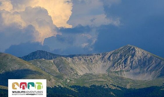La valle di Terraegna e le foreste Patrimonio UNESCO. La valle di Terraegna, situata nel cuore dell’Abruzzo, è un angolo di natura incontaminata che incanta per la sua bellezza selvaggia e la straordinaria biodiversità. Il paesaggio che si apre davanti agli occhi è un mix di pascoli verdi e boschi secolari, dove ogni angolo racconta una storia antica. La valle è attraversata dal Parco Nazionale d’Abruzzo, Lazio e Molise, uno dei parchi più importanti d’Italia, che custodisce alcune delle foreste più antiche e affascinanti d’Europa, dichiarate Patrimonio dell’Umanità dall'UNESCO. Qui, la natura si è preservata in tutta la sua essenza, offrendo a chi visita questi luoghi un'esperienza unica. Salendo verso l'altopiano di Terraegna, il panorama diventa ancora più mozzafiato. Da una terrazza panoramica, si possono ammirare le principali vette dell’Appennino Centrale, che svettano imponenti verso il cielo, mentre i piccoli nuclei di foresta vetusta, riserva di biodiversità, si intrecciano lungo il versante montano. Questi boschi secolari, in cui la natura regna sovrana, sono testimonianza di un equilibrio ecologico che si è preservato nei secoli, al riparo dalle alterazioni del tempo e dell’uomo. La discesa verso il Rifugio di Terraegna offre poi un’occasione di ristoro, dove si può pranzare immersi nella pace di una prateria verdeggiante, frequentata da cavalli semi-selvatici, cervi, volpi e lupi. La bellezza di questi luoghi non si limita al paesaggio visibile: la valle di Terraegna è anche un tesoro di storia naturale. All'interno del parco si trovano alcuni dei faggi più antichi d'Europa, alcuni di questi alberi secolari hanno più di 500 anni. Questi maestosi esemplari sono sopravvissuti alla fine del Medioevo e al periodo delle grandi scoperte, come la navigazione di Cristoforo Colombo verso le Americhe. I faggi della valle non sono solo tra gli alberi più vecchi del continente, ma anche tra le piante decidue più longeve di tutto l’emisfero settentrionale, una rarità che rende questo luogo ancora più affascinante. Durante una visita, si ha l’opportunità di esplorare questo ecosistema complesso, che offre uno spunto di riflessione sul passaggio del tempo e sull’importanza della conservazione. Infine, l'itinerario nella valle di Terraegna si arricchisce di un ulteriore fascino grazie alle tradizioni dei pastori abruzzesi, che per secoli hanno abitato queste montagne. Le loro storie, i racconti di vita vissuta e di pascolo nei vasti altopiani, ci accompagnano lungo il percorso, donando un tocco di autenticità e una connessione profonda con le radici del territorio. Questi racconti, che parlano di fatica e di una simbiosi con la natura, rendono ogni passo nella valle un viaggio nel tempo, tra passato e presente, tra natura e cultura.