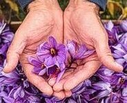 Lo zafferano dell’Abruzzo L’altopiano di Navelli, tra i massicci del Gran Sasso e del Sirente, è il cuore di una delle più interessanti produzioni tradizionali dell’Abruzzo. Ricavato dagli stimmi del Crocus sativus, lasciati interi ed essiccati, lo zafferano dell’Aquila DOP (prodotto nei comuni di Navelli, Civitaretenga, Caporciano, San Pio delle Camere e Prata d’Ansidonia) è ritenuto unanimemente il migliore del mondo.
