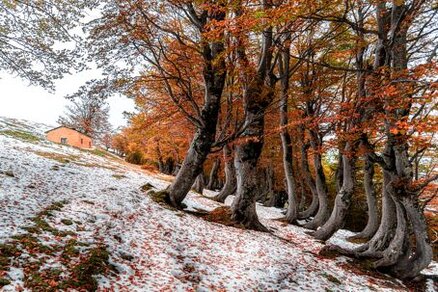 Il Bosco dei Faggi Torti è un rifugio naturale dove la fauna locale vive in perfetta sintonia con la sua vegetazione unica. Tra i suoi sentieri, si possono avvistare numerosi mammiferi, anche se spesso sono difficili da notare a causa della loro natura elusiva. Il capriolo è uno dei protagonisti di questo bosco, silenzioso e schivo, che si sposta tra i faggi e la vegetazione fitta, nutrendosi delle piante erbacee del sottobosco. Anche il cinghiale, presente in abbondanza nella zona, si aggira tra gli alberi in cerca di radici e frutti. Questi animali, pur essendo onnivori, rispettano l'armonia del bosco e, con il loro comportamento discreto, contribuiscono a mantenere l'equilibrio naturale. Tra le specie più elusive, il lupo appenninico trova rifugio nelle zone più remote del Bosco dei Faggi Torti, dove le fitte foreste e il terreno impervio gli offrono il perfetto ambiente per sopravvivere. Sebbene difficile da avvistare, la presenza del lupo è testimoniata dalle tracce che lascia lungo i sentieri o dai suoi ululati che risuonano nelle notti silenziose. Il lupo, predatore di alto livello, svolge un ruolo fondamentale nel mantenere il controllo sulle popolazioni di ungulati, come il cervo e il capriolo, che popolano anche queste terre. Il bosco ospita anche numerosi piccoli mammiferi, tra cui la volpe, che si aggira tra le radici degli alberi e nel sottobosco in cerca di piccoli roditori e uccelli. Questo predatore notturno, agile e curioso, riesce a mimetizzarsi tra la vegetazione, rendendo difficile il suo avvistamento durante il giorno. Altri piccoli mammiferi come i ricci e le martore trovano rifugio tra le fessure delle rocce o nelle cavità degli alberi, dove si rifugiano durante la stagione fredda. L'avifauna del Bosco dei Faggi Torti è altrettanto ricca e variegata. Gli alberi contorti e i rami intrecciati offrono una casa sicura per molti uccelli, tra cui il picchio rosso maggiore, che si aggira tra i tronchi degli alberi in cerca di insetti. Non è raro sentire il canto degli uccelli durante le passeggiate nel bosco: il bosco ospita anche il fringuello, la cincia e il merlo. Questi uccelli, con i loro richiami e i loro colori brillanti, arricchiscono l’atmosfera del bosco, creando un contrasto vivace con il silenzio che pervade la foresta. Il Bosco dei Faggi Torti è un luogo dove anche gli insetti, come farfalle, coleotteri e api, trovano un ambiente ideale per vivere. Questi piccoli esseri, pur essendo meno visibili rispetto ai mammiferi, sono essenziali per il mantenimento dell'ecosistema. Le api, in particolare, sono fondamentali per l’impollinazione delle piante locali, mentre le farfalle contribuiscono a arricchire la biodiversità del bosco. La loro presenza testimonia la vitalità e la salute di questo ambiente selvaggio, dove ogni forma di vita trova il suo posto in un equilibrio naturale perfetto.