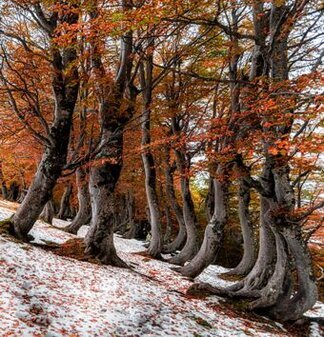 Il Bosco Martese è un luogo ideale per osservare la fauna selvatica in un ambiente naturale e incontaminato. I suoi paesaggi montani, ricchi di vegetazione e ruscelli, offrono rifugio a numerosi mammiferi, tra cui il cinghiale, che si aggira nel sottobosco alla ricerca di cibo. Il cinghiale, animale onnivoro, lascia spesso tracce evidenti del suo passaggio, con i suoi scavi nel terreno alla ricerca di radici e insetti. Durante le escursioni nel bosco, è possibile notare i segni della sua presenza, specialmente nelle prime ore del mattino o al tramonto, quando i cinghiali escono dalla vegetazione per nutrirsi. Anche il capriolo è una delle specie che popola il Bosco Martese, sebbene sia più discreto e meno visibile rispetto al cinghiale. Questo elegante cervide si muove silenziosamente tra gli alberi, nutrendosi di piante erbacee e frutti. Spesso è possibile avvistarne uno mentre emerge timidamente dal folto della vegetazione, rimanendo per pochi istanti, prima di scomparire nuovamente nel bosco. La sua presenza è un segno di un ecosistema sano, dove gli animali possono vivere e prosperare indisturbati. Il lupo appenninico, pur essendo più raro da osservare, è un altro abitante del Bosco Martese. Questo predatore solitario e affascinante si muove silenzioso tra la vegetazione, seguito da una leggenda che lo rende ancora più misterioso. Nonostante la sua natura schiva, la sua presenza testimonia l’equilibrio ecologico del bosco e il ruolo di questo grande carnivoro nel mantenere la salute dell’ambiente. I lupi, infatti, sono fondamentali per il controllo delle popolazioni di altri mammiferi, come il cinghiale, e per prevenire danni eccessivi alla vegetazione. Il cervo, una delle specie più emblematiche della fauna del Bosco Martese, è anch'esso un abitante di questo ecosistema montano. Più facilmente avvistabile rispetto al lupo, il cervo si nutre di foglie, germogli e cortecce, adattandosi perfettamente alla varietà di piante che il bosco offre. Spesso, nelle prime ore del mattino o al calar della sera, è possibile vedere gruppi di cervi che pascolano tranquilli nelle radure, creando uno spettacolo di grande bellezza. La loro presenza è fondamentale per mantenere la biodiversità del bosco, contribuendo alla dispersione di semi e alla regolazione della vegetazione. Infine, la fauna aviaria del Bosco Martese è altrettanto ricca e affascinante. Gli amanti degli uccelli possono osservare specie comuni come il merlo, il pettirosso e il fringuello, ma anche rapaci notturni come il gufo, che trova rifugio tra gli alberi secolari del bosco. I picchi, in particolare il picchio rosso, sono anch’essi presenti, perforando la corteccia degli alberi alla ricerca di insetti da mangiare. La varietà di uccelli che popolano il Bosco Martese contribuisce a creare una sinfonia di suoni che arricchisce l’atmosfera naturale del luogo, rendendo ogni visita un’esperienza unica per chi ama la fauna selvatica.