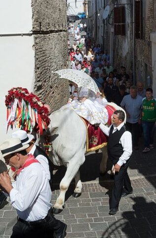 Il Bue e San Zopito a Loreto Aprutino (Pe). Il lunedì successivo alla domenica di Pentecoste, Loreto Aprutino celebra una delle sue tradizioni più sentite, quella del Bue e San Zopito. Questa festa rappresenta un'importante occasione di raccoglimento per la comunità, che mescola elementi religiosi e pagani, in un connubio che affonda le radici nelle antiche tradizioni popolari abruzzesi. Al centro della celebrazione c'è la processione del bue bianco, simbolo di forza, fertilità e abbondanza, che percorre le strade del paese, con la speranza che la buona riuscita del rito possa portare un raccolto prospero. La festa non è solo un evento religioso, ma anche un momento in cui la comunità si riunisce, con il desiderio di onorare il proprio santo protettore, San Zopito, e mantenere vive le tradizioni agricole che da secoli contraddistinguono il paese. Le origini della festa risalgono al 1712, anno in cui furono traslati i presunti resti di San Zopito a Loreto Aprutino. Tuttavia, l’usanza di portare un bue in processione per le strade del paese esisteva già prima, e il bue bianco veniva considerato un segno di buon augurio per la fertilità della terra e il successo del raccolto. La storia di San Zopito è legata a un errore di lettura di un antico testo che, erroneamente, attribuì il nome "Zopitus" a un ignoto martire cristiano, il cui corpo fu esumato dalle catacombe romane e portato nel paese. Nonostante le origini di San Zopito siano incerte, la figura del santo divenne rapidamente popolare e fu associata alla tradizione del bue, trasformando la festa in un momento di grande devozione. Nel corso degli anni, la festa ha acquisito una dimensione sempre più corporativa, coinvolgendo le principali categorie sociali di Loreto Aprutino. La partecipazione alla processione del bue bianco è, infatti, promossa dalle stesse categorie che storicamente hanno sostenuto l’evento: i "trappetari", che lavoravano nei frantoi, i "vetturini", i proprietari di muli e cavalli che trasportavano l'olio verso Napoli, e i "bifolchi", ovvero i contadini e braccianti. Ogni anno, questi gruppi sociali si uniscono per celebrare la festa, che non è solo un rito religioso, ma un’occasione per riaffermare l’importanza del lavoro agricolo e della comunità. Il bue, dunque, diventa il simbolo di un legame profondo con la terra e con le tradizioni locali. Un aspetto significativo della festa è la sopravvivenza della figura del bue aratore, che, purtroppo, è stata progressivamente sostituita dai moderni mezzi meccanici. In passato, i buoi erano utilizzati per l’aratura dei campi e rappresentavano il cuore dell’economia agricola di Loreto Aprutino. Oggi, però, a causa della meccanizzazione, il Comune ha provveduto a mantenere viva la tradizione acquistando un bue aratore, che viene curato e alimentato per assicurare che la tradizione del “Bue di San Zopito” non vada perduta. Questa scelta ha permesso di preservare l’essenza della festa, rendendola ancora più significativa per la comunità che la celebra. Infine, la festa del Bue e San Zopito continua a essere un momento di grande partecipazione popolare, che coinvolge l’intero paese. La processione, con il suo bue bianco e i fedeli che seguono il corteo, rappresenta non solo un atto di devozione religiosa, ma anche un’occasione di identità culturale e storica per Loreto Aprutino. La festa si è adattata ai cambiamenti dei tempi, ma conserva intatta la sua importanza come rito che celebra la connessione tra il sacro e la terra, e tra la comunità e le tradizioni che la legano alla sua storia agricola.