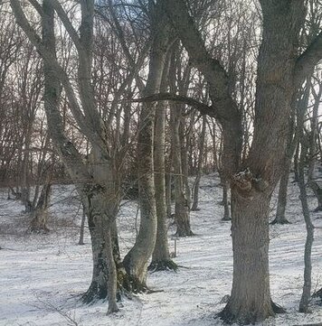 La faggeta fi Fonte Novello, è ubicata nell'alta Valle del Venacquaro, la faggeta di Fonte Novello rappresenta un biotopo di particolare rilevanza ambientale. Il bosco in Abruzzo ospita una fauna straordinariamente diversificata, che arricchisce il paesaggio naturale con la sua presenza silenziosa e sfuggente. Tra le montagne e le valli abruzzesi, molte specie trovano rifugio in un habitat ancora intatto e protetto, lontano dalle pressioni della modernità. Tra i mammiferi più iconici, il lupo appenninico è uno degli emblemi della regione. Il suo ritorno nelle aree montuose e boschive è segno di una natura che sta lentamente recuperando i suoi spazi. I lupi, pur essendo animali elusive, contribuiscono al mantenimento dell'equilibrio ecologico, controllando la popolazione di ungulati e aiutando la conservazione della biodiversità. Altra figura predominante nel bosco è l'orso bruno marsicano, una delle sottospecie più minacciate del continente. Questo enorme mammifero, purtroppo in via di estinzione, trova nei boschi abruzzesi un rifugio sicuro, dove poter vivere lontano da pericoli e in un ambiente ricco di risorse naturali. La sua presenza è un segnale della qualità dell'habitat che il Parco Nazionale d'Abruzzo, Lazio e Molise, offre, contribuendo anche alla ricerca e alla conservazione di specie rare e vulnerabili. Mentre l'orso si aggira nelle fitte faggete e nelle radure boschive, altri animali come il capriolo, il cervo e il cinghiale completano il quadro della fauna di questa regione montuosa. Nel sottobosco, invece, la fauna è altrettanto ricca, seppur meno visibile. In questo ambiente, tra arbusti e piante erbacee, vivono numerosi roditori, come il topo selvatico e lo scoiattolo, che si spostano agilmente tra i rami degli alberi. Questi piccoli mammiferi sono una risorsa importante per predatori più grandi come il falco pellegrino, che li caccia con la sua straordinaria velocità, e il rapace notturno, come l'allocco o la civetta, che approfitta dell’oscurità per cacciare. Le piccole specie contribuiscono a mantenere l’equilibrio dell’ecosistema forestale, dando nutrimento a molte specie carnivore. I boschi abruzzesi sono anche un rifugio per numerosi uccelli migratori che, durante i loro spostamenti, si fermano per riposarsi e rifocillarsi. La varietà di alberi e piante presenti, dai faggi agli abeti, dalle querce ai pini, offre loro una vasta gamma di nidi e ripari naturali. Tra i picchi, il picchio rosso maggiore e il picchio dorsobianco sono particolarmente numerosi in queste aree, mentre tra i rapaci, il gheppio e il nibbio reale sono facili da avvistare. La presenza di questi uccelli è indice di un ecosistema sano e di un territorio che riesce a sostenere una fauna complessa e interconnessa. Inoltre, il bosco abruzzese è anche la casa di numerosi insetti, alcuni dei quali sono essenziali per il processo di decomposizione e il ciclo vitale delle piante. Tra di essi, si trovano diverse specie di coleotteri, farfalle e api, che giocano un ruolo fondamentale nella pollinizzazione e nella cura dell'habitat. La presenza della Rosalia alpina, un cerambicide di interesse comunitario, è solo uno degli esempi di come anche il legno marcescente e la necromassa siano fondamentali per la biodiversità del bosco. La fauna che popola questi boschi è una risorsa ecologica che va tutelata con attenzione, affinché l'ecosistema continui a prosperare e rimanere integro nel tempo.