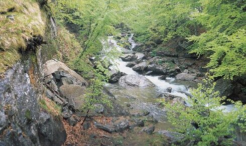 Abruzzo, la regione più verde d’Europa. L’Abruzzo è spesso definito la regione più verde d’Europa grazie all’estensione delle sue aree protette, che coprono circa un terzo dell’intero territorio. I tre parchi nazionali – il Parco Nazionale d’Abruzzo, Lazio e Molise, il Parco Nazionale della Majella e il Parco Nazionale del Gran Sasso e Monti della Laga – insieme al Parco Regionale Sirente-Velino e a numerose riserve naturali, offrono una straordinaria varietà di ambienti e biodiversità. Qui convivono paesaggi montani, altopiani, foreste secolari, fiumi cristallini e coste incontaminate, in un equilibrio perfetto tra natura e presenza umana. Questa ricchezza ambientale ha reso l’Abruzzo un modello di conservazione della natura, dove è ancora possibile incontrare specie rare come l’orso marsicano, il lupo appenninico e il camoscio d’Abruzzo nel loro habitat naturale. I sentieri escursionistici, le vie della transumanza e gli antichi tratturi offrono itinerari ideali per il turismo lento e sostenibile, attirando ogni anno amanti della natura, escursionisti e viaggiatori alla ricerca di esperienze autentiche. Ogni stagione regala scenari unici, dai colori autunnali dei boschi alla fioritura estiva degli altipiani. Ma l'Abruzzo verde non è solo natura incontaminata: è anche cultura, tradizione e identità. I piccoli borghi arroccati, le feste popolari, l’artigianato e i sapori genuini della cucina locale convivono armoniosamente con il paesaggio, raccontando una storia antica fatta di rispetto per la terra e per il tempo. In Abruzzo, la bellezza non è solo da ammirare, ma da vivere profondamente, in un territorio che sorprende per la sua autenticità e la sua forza silenziosa.