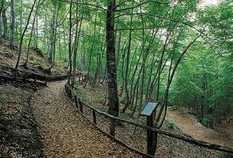 Il Bosco di Lama Bianca, situato all'interno del Parco Nazionale della Maiella, è un luogo ricco di biodiversità, dove la fauna trova rifugio tra le varie tipologie di habitat che il bosco offre. Tra le specie più emblematiche che popolano questo bosco montano c’è il lupo appenninico, una delle creature più affascinanti e misteriose di questa zona. Il lupo, che si aggira tra i sentieri meno battuti e i boschi fitti, svolge un ruolo fondamentale nell'equilibrio ecologico, regolando le popolazioni di ungulati e contribuendo alla salute dell'ecosistema. Nel sottobosco e nelle zone più riparate, il cervo e il capriolo sono tra i mammiferi che si muovono con grazia tra gli alberi secolari, nutrendosi di vegetazione e trovando nelle aree più tranquille del bosco un ambiente ideale per il loro benessere. Questi ungulati sono una presenza comune nelle riserve naturali abruzzesi e, pur essendo spesso schivi, possono essere avvistati durante l’alba o il tramonto. Il cervo, con le sue imponenti corna, è uno dei simboli della fauna appenninica, mentre il capriolo, più agile e discreto, si nasconde tra la vegetazione più bassa, restando difficile da individuare. Tra gli altri mammiferi che abitano la zona, la presenza del tasso è abbastanza comune. Questo animale, spesso osservato nel suo habitat durante la notte, si sposta silenziosamente tra le radici degli alberi e le tane scavate nel terreno. Il tasso, onnivoro e opportunista, gioca un ruolo importante nel controllo degli invertebrati e dei piccoli vertebrati. Altri predatori come la volpe e lo zibetto contribuiscono ulteriormente alla complessità della fauna del Bosco di Lama Bianca, adattandosi perfettamente agli ambienti montani e contribuendo al mantenimento dell’equilibrio naturale. Il Bosco di Lama Bianca è anche un importante rifugio per una varietà di rapaci. L’aquila reale, uno dei simboli del Parco Nazionale della Maiella, sorvola le vette più alte, cacciando prede che si nascondono tra la vegetazione e le rocce. Accanto ad essa, il gipeto, un rapace maestoso che si nutre di carcasse, trova in questo territorio un habitat ideale per nidificare. L’ambiente incontaminato delle alte quote è perfetto per la sopravvivenza di queste specie, che trovano rifugio e cibo nelle terre selvagge di Lama Bianca. La fauna del Bosco di Lama Bianca è un perfetto esempio di come la natura si adatti alle diverse altitudini e caratteristiche geologiche di un'area. La diversità di specie che popola il bosco, dalle grandi specie predatrici come il lupo e l’aquila reale, ai mammiferi più discreti come il cervo e il capriolo, rende questo luogo un’area di grande valore ecologico. Il Bosco di Lama Bianca, con la sua ricca fauna, è uno dei luoghi più affascinanti e selvaggi dell'Abruzzo, dove la natura regna sovrana in tutta la sua bellezza e forza.