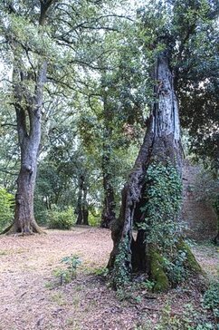 Fiabosco è un luogo magico: qui infatti i racconti popolari d’Abruzzo prendono vita. Nel Fiabosco, la fauna si mescola perfettamente con l’atmosfera incantata che pervade il luogo, creando un ecosistema dove realtà e leggenda si intrecciano. Tra gli alberi secolari e il fitto sottobosco, si nascondono numerosi mammiferi che vivono in armonia con questo angolo di natura. Il cervo, con la sua maestosa presenza, è uno degli abitanti più rappresentativi di questo bosco, mentre il capriolo si muove agilmente tra gli alberi, spesso invisibile ai visitatori. Il cinghiale, meno timido, lascia tracce evidenti del suo passaggio nel sottobosco, dove si nutre di radici e bacche. Il lupo appenninico, simbolo della fauna dell'Appennino, è un altro protagonista di questo ecosistema. Sebbene difficile da avvistare, la sua presenza è percepibile, sia dai suoni che emette nelle notti silenziose, sia dalle tracce che lascia nel terreno. Il lupo è il predatore che svolge un ruolo fondamentale nell'equilibrio ecologico del Fiabosco, controllando la popolazione di ungulati e mantenendo intatta la biodiversità del luogo. A volte, si può sentire il suo ululato lontano, tra le vette e i boschi fitti. Nel Fiabosco, il piccolo mammifero come la volpe trova un rifugio perfetto, spostandosi silenziosa tra gli alberi e cacciando di notte. Agilissima e curiosa, la volpe è uno dei tanti predatori che popola questa area, dove ogni angolo nasconde una sorpresa. Con il suo manto rossiccio, è spesso difficile da avvistare, ma la sua presenza è sempre tangibile nelle piccole tracce lasciate sulla terra battuta. La volpe è parte integrante di questo ambiente selvaggio e magico, e rappresenta il lato più intrigante della fauna del Fiabosco. Il Fiabosco ospita anche una grande varietà di uccelli, che sorvolano le sue fronde alte e si rifugiano tra la vegetazione. Rapaci come il falco pellegrino si librano nel cielo, aguzzi nei loro voli di caccia, mentre le specie più piccole, come il fringuello e il merlo, si nascondono nel sottobosco, cinguettando tra i rami. Gli uccelli del Fiabosco sono testimoni silenziosi di una natura che vive e si rinnova ogni giorno, e la loro varietà arricchisce l'ecosistema di suoni e colori. Nel sottobosco, l'umidità creata dalle sorgenti e dai ruscelli favorisce la vita di insetti, anfibi e rettili. Rane e tritoni si rifugiano nelle acque fresche e trasparenti dei piccoli corsi d'acqua, mentre tra le foglie umide si aggirano serpenti e lucertole. Gli insetti sono particolarmente abbondanti, con libellule che volano sopra l'acqua e farfalle che danzano tra i fiori selvatici. Questo mondo nascosto è fondamentale per il mantenimento dell’equilibrio ecologico, poiché ogni creatura, dal più piccolo insetto al più grande predatore, gioca un ruolo cruciale nella protezione della biodiversità del Fiabosco.