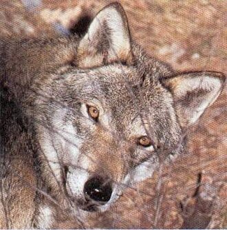 Il Lupo appenninico. Il lupo appenninico, sottospecie del lupo grigio europeo, è uno degli animali simbolo della fauna selvatica italiana e dell’equilibrio ecologico degli ecosistemi montani. Abita principalmente le zone boschive e montuose dell’Appennino centrale e meridionale, compreso il territorio abruzzese, dove ha trovato un habitat ideale tra foreste, altipiani e aree protette come i parchi nazionali. Dopo un lungo periodo di persecuzione che ne aveva messo a rischio la sopravvivenza, oggi il lupo è tornato a popolare ampie aree grazie a interventi di tutela e conservazione, divenendo anche un importante indicatore della salute ambientale. Dal comportamento schivo e notturno, il lupo appenninico è un animale sociale che vive in branchi organizzati secondo gerarchie precise. La sua presenza, sebbene spesso oggetto di controversie, rappresenta un elemento fondamentale per il controllo naturale delle popolazioni di ungulati selvatici e per la biodiversità dell’intero Appennino. Nell’immaginario collettivo italiano il lupo conserva una forte carica simbolica, oscillando tra timore e rispetto, e continua a ispirare leggende, racconti e progetti educativi volti a promuovere una convivenza equilibrata tra uomo e natura.