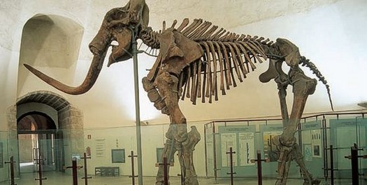 Il mammut del castello cinquecentesco a L'Aquila