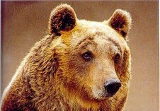 La fauna in Abruzzo: simboli dell’Appennino e biodiversità protetta. La fauna dell’Abruzzo rappresenta uno dei tesori naturali più preziosi della regione, con specie emblematiche dell’Appennino che trovano rifugio nei boschi, nelle montagne e nelle aree protette dei grandi parchi nazionali e regionali. Questa regione è caratterizzata da ecosistemi straordinariamente vari, che vanno dai litorali adriatici alle colline interne fino agli altipiani e alle vette montane, offrendo habitat ideali per mammiferi, uccelli, rettili e piccoli animali. Tra le specie simbolo si distinguono l’orso bruno marsicano, il lupo appenninico, il camoscio appenninico e numerosi rapaci come l’aquila reale, animali che rappresentano non solo la ricchezza della fauna, ma anche l’importanza della conservazione e della gestione sostenibile del territorio. I parchi abruzzesi, attraverso sentieri, osservatori naturalistici e programmi di tutela, permettono ai visitatori di osservare la fauna in ambienti incontaminati, promuovendo un turismo naturalistico rispettoso della natura. La presenza di questi animali, insieme a specie più comuni ma altrettanto importanti per gli ecosistemi, testimonia l’equilibrio tra uomo e ambiente e la straordinaria biodiversità che caratterizza l’Appennino abruzzese, rendendo la regione un punto di riferimento per chi desidera scoprire la fauna selvatica in Italia e comprendere il valore della protezione degli habitat naturali. 