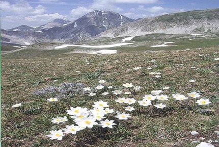 Parco nazionale d'Abruzzo, Lazio e Molise