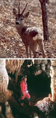 La nutura in Abruzzo. Volendo sintetizzare le caratteristiche della regione, la definizione certamente più corretta è proprio quella di antologia del paesaggio euro-mediterraneo, poiché concentra entro i propri confini una varietà di ambienti naturali e antropici che non trova altro riscontro in un territorio altrettanto limitato: una costa mediterranea dai più vari habitat (costa bassa e costa alta, arenile con dune, palude, pineta, macchia litoranea, scogliera, faraglioni, bassi litorali sassosi); una fascia collinare con ambienti di ogni grado di antropizzazione, zone umide pregiate (come le oasi fluviali e lacustri) ed emergenze geologiche di grande interesse; una zona montana vastissima, spesso naturalisticamente integra, anch’essa con gli ambienti più vari (foreste, praterie, laghi montani, enormi altipiani carsici, canyon, cascate, grotte, cime e ambienti d’alta quota di carattere francamente alpino, ghiacciai, vulcanismi). E all’interno di questa sorprendente varietà di ambienti, incontaminati e spesso selvaggi, vivono specie rare e preziose che i Parchi dell’Abruzzo proteggono gelosamente, facendo della regione uno straordinario laboratorio biologico per la conservazione della natura e degli ecosistemi, oggi all’avanguardia nel mondo per il coraggio e la determinazione nelle sue scelte. La capacità di conservare, evidente per gli ambienti naturali, l’Abruzzo ha saputo tuttavia spenderla, soprattutto nelle aree interne, a favore di tutti i propri patrimoni: città e paesi, paesaggio agrario, monumenti, beni artistici e culturali, tradizioni. Scrisse Ignazio Silone, uno dei più profondi interpreti dell’identità regionale, che “gli Abruzzesi sono rimasti stretti in una comunità di destino assai singolare, caratterizzata da una tenace fedeltà alle loro forme economiche e sociali anche oltre ogni pratica utilità, il che sarebbe inesplicabile se non si tenesse conto che il fattore costante della loro esistenza è appunto il più primitivo e stabile degli elementi: la Natura”. Poche, straordinarie parole, densissime di concetti, per delineare come questa “capacità di conservare” affondi le proprie radici in un confronto plurimillenario con un ambiente duro e difficile, capace rapidamente di trasformarsi da madre in matrigna, se non evitando di impoverirlo sovrasfruttandolo. In fondo, il segreto di questa regione è tutto qui.