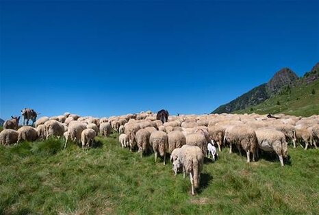 La transumanza abruzzese è una tradizione antichissima che affonda le radici nella storia millenaria di questa regione montuosa. Sebbene i tempi in cui migliaia di greggi si spostavano verso i pascoli della Puglia siano oggi un ricordo lontano, la memoria di questi spostamenti stagionali continua a vivere nelle terre abruzzesi, dove la pastorizia e la vita legata agli stazzi sono ancora una parte fondamentale dell’identità locale. Nei secoli, i pastori abruzzesi hanno attraversato montagne e pianure, portando con sé non solo il sapere antico dell’allevamento, ma anche un bagaglio culturale ricco di storie e tradizioni che riflettono la durezza e la bellezza di un mestiere legato alla natura. Il cuore della transumanza abruzzese si trova nei Comuni come Castel del Monte, che da sempre sono stati i principali centri di questo fenomeno. Qui, ancora oggi, è possibile rivivere le antiche atmosfere di un’epoca in cui il pascolo delle greggi rappresentava un’arte e una necessità. I tratturi, ovvero le vie di transito che collegavano le montagne abruzzesi ai pascoli pugliesi, sono ancora un simbolo tangibile di questa pratica. La rete di tratturi è testimone di un’epoca in cui la transumanza era una vera e propria arteria vitale per la sopravvivenza di queste popolazioni, che ogni anno partivano con le loro greggi per una lunga migrazione che durava mesi. L’apice della transumanza si raggiunse tra il XVI e il XVII secolo, quando il numero di pecore che partiva dall’Abruzzo per la Puglia superava i 4 milioni di capi. In quegli anni, la vita dei pastori era segnata dal continuo spostamento: d’inverno le greggi scendevano verso i pascoli più caldi e ricchi di vegetazione del Tavoliere delle Puglie, mentre d’estate risalivano verso le alture dell’Abruzzo. Gli uomini che seguivano le greggi, spesso lontani dalle proprie case per otto mesi all’anno, vivevano una vita di sacrifici, ma anche di un’intensa connessione con la terra, il cielo e gli animali. La pastorizia divenne così non solo una fonte di sostentamento, ma anche una pratica che permeava ogni aspetto della vita sociale e culturale. Oggi la transumanza ha subito una trasformazione. Se un tempo le migrazioni stagionali si dirigevano verso terre lontane, oggi il movimento delle greggi avviene in modo più localizzato, con gli spostamenti che avvengono dalle valli basse agli altipiani montani durante i mesi primaverili ed estivi. Nonostante il cambiamento nei modi e nei tempi di spostamento, la tradizione della transumanza rimane viva, rappresentando un legame forte tra le generazioni passate e quelle future. Questo fenomeno, che è stato oggetto di studio da parte degli storici e degli antropologi, è ancora oggi un punto di riferimento per la comunità abruzzese, che continua a celebrare il valore di un mestiere che ha contribuito a modellare l’identità della regione. La transumanza abruzzese non è solo un’importante tradizione culturale, ma anche una risorsa per il futuro. Il Parco Nazionale del Gran Sasso e Monti della Laga ha lavorato attivamente per valorizzare questa pratica, promuovendo la creazione del Museo della Transumanza, che si propone di raccontare le storie, i sacrifici e le tradizioni legate alla pastorizia. Questa iniziativa non solo celebra il passato, ma cerca anche di offrire opportunità di sviluppo per le zone montane e svantaggiate, dove la transumanza è ancora viva, seppur adattata ai tempi moderni. La memoria di un’antica tradizione può quindi diventare un motore per il futuro, unendo la cultura, la storia e la bellezza naturale dell’Abruzzo in un progetto che guarda al domani.